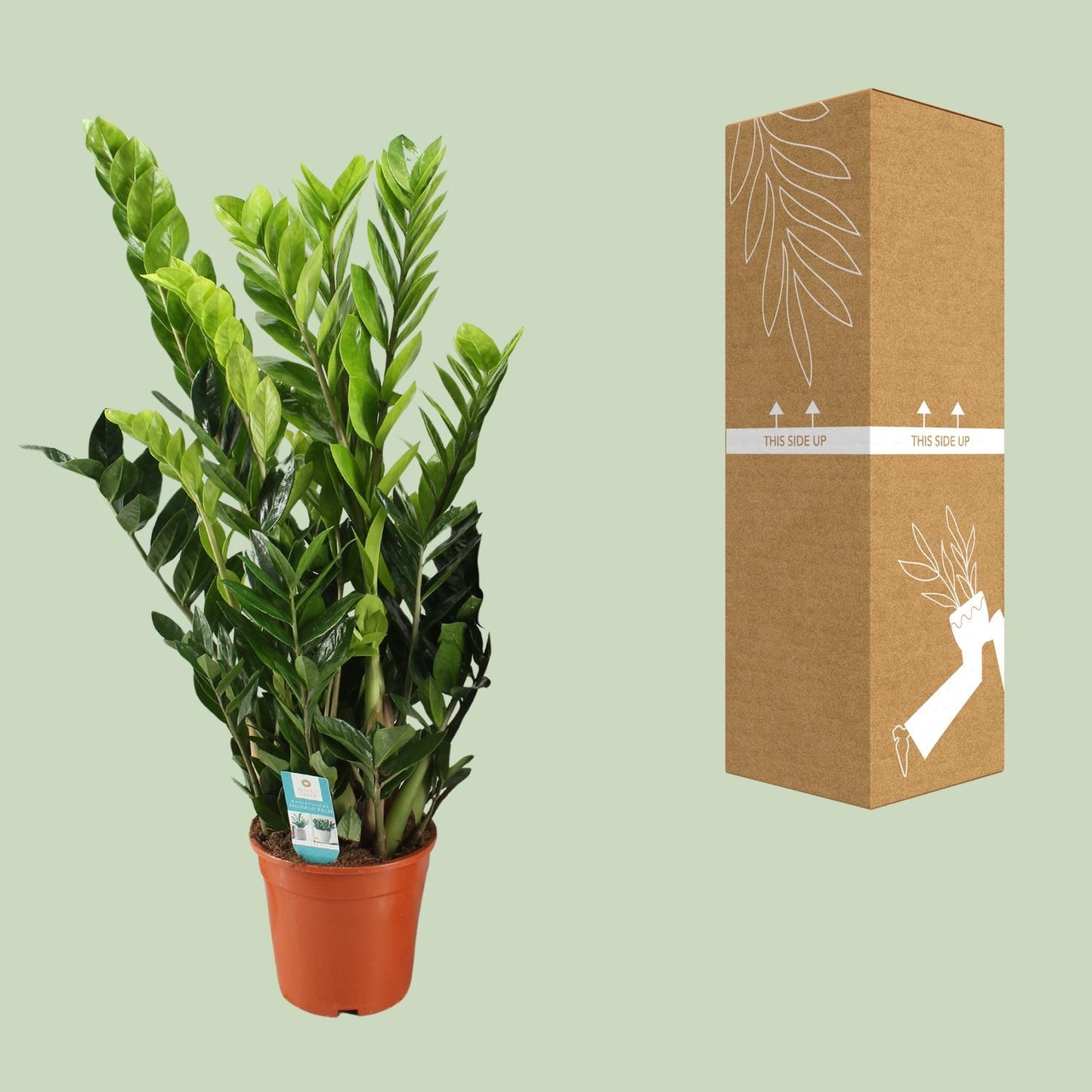 Zamioculcas Zamiifolia 95cm Ø21cm – Pflegeleicht | Pflanzfix24.de - Pflanzfix24.de
