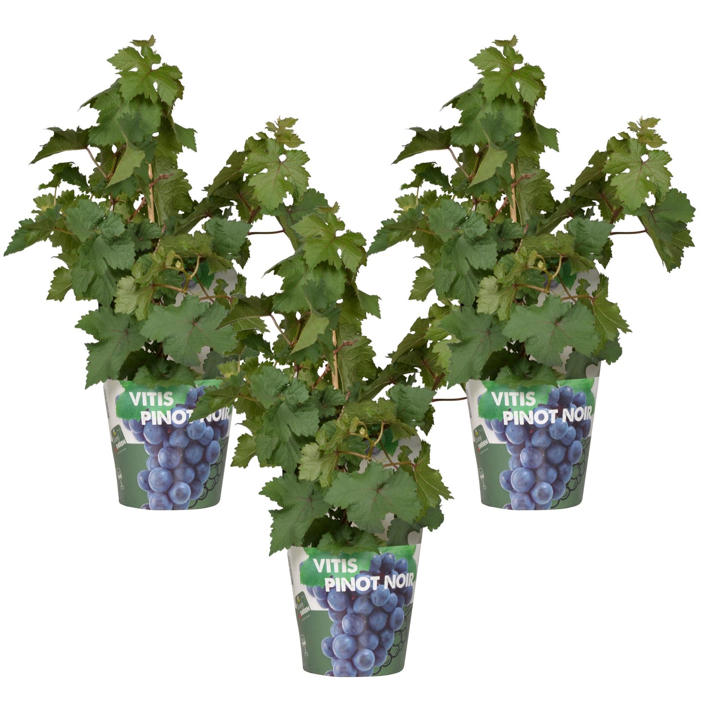 3x - Vitis Pixie 'Pinot Noir' - ↨30cm - Ø14 - Pflanzfix24.de - Pflanzfix24.de