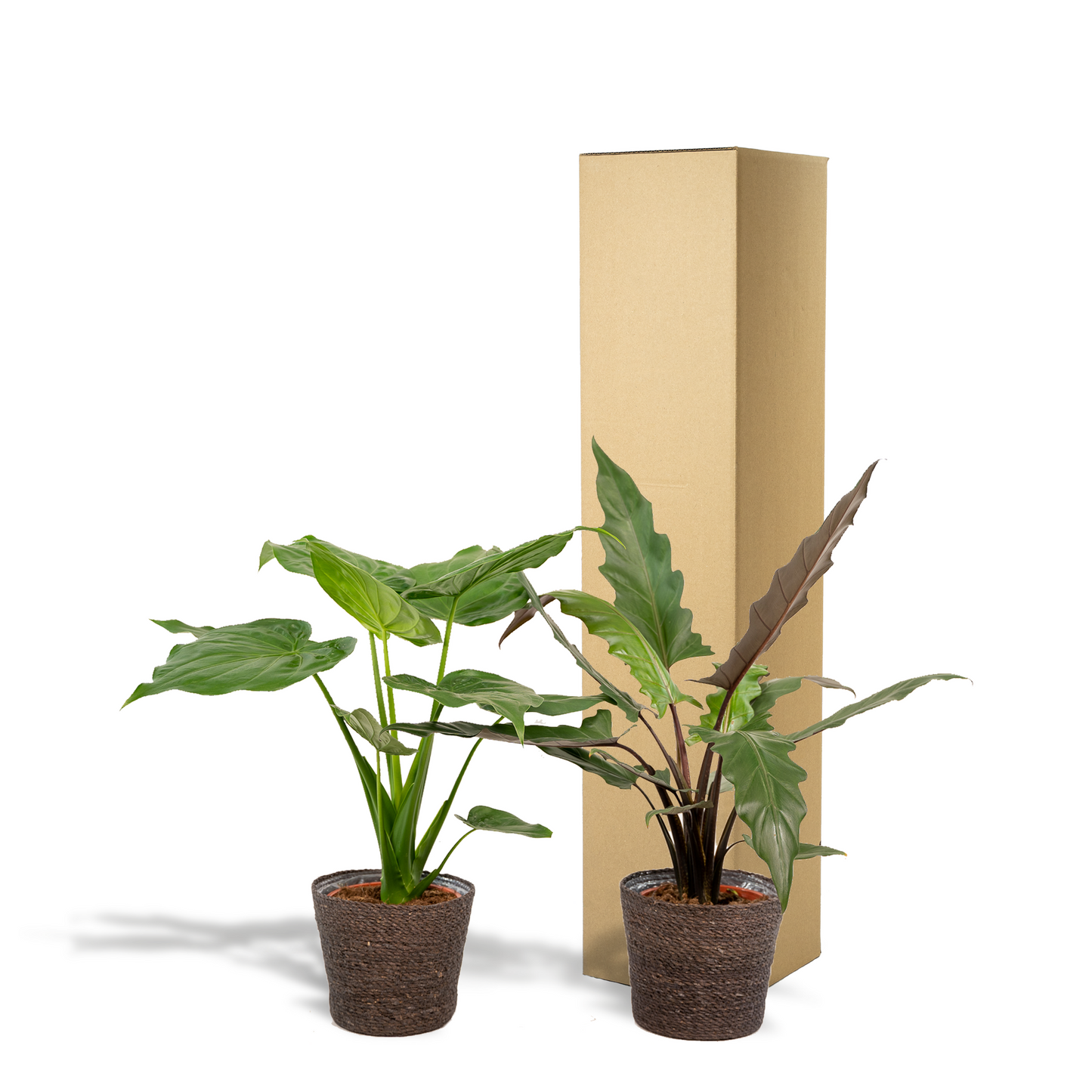 Alocasia Cucullata & Lauterbachiana Set + Korb Igmar - Pflanzfix24