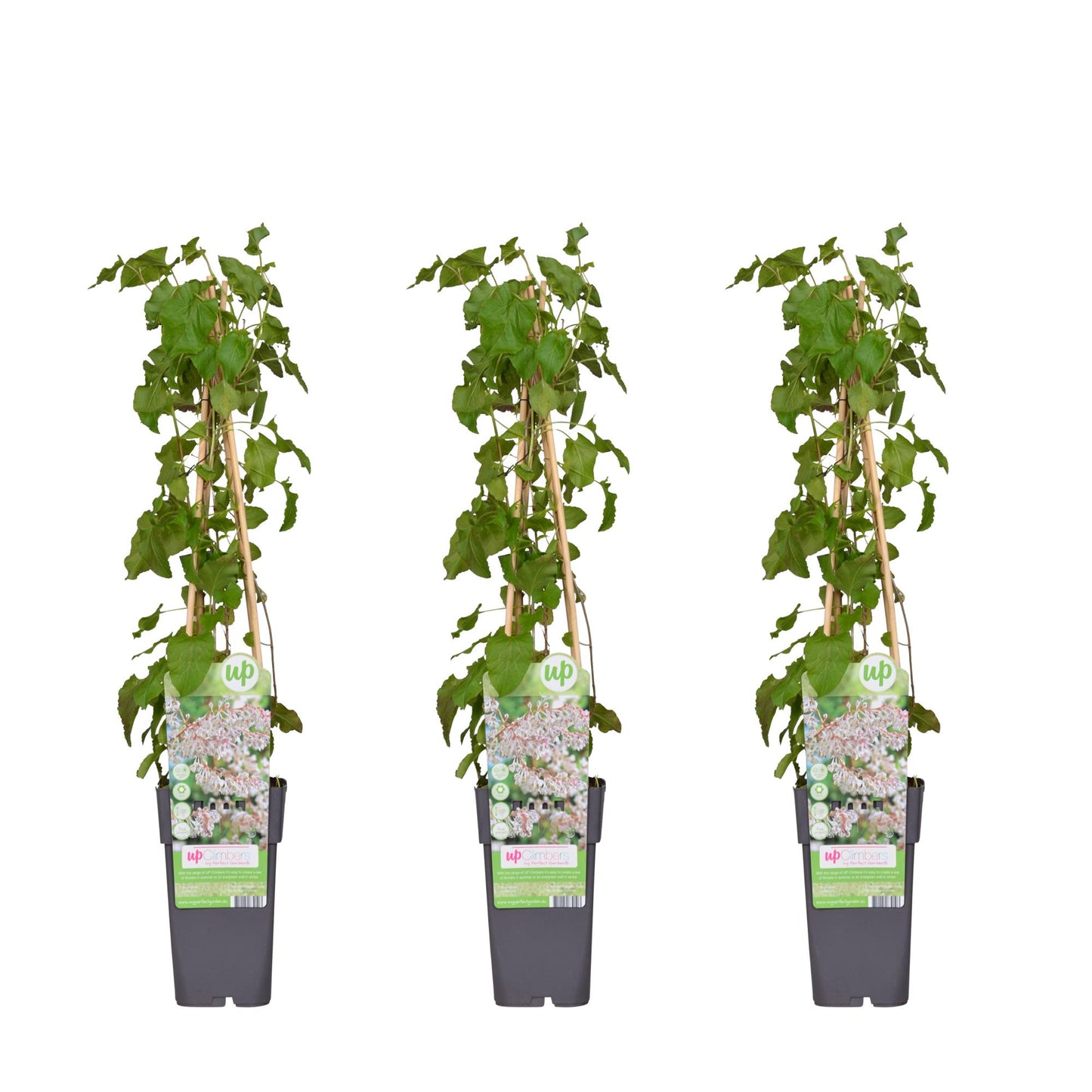 3x Fallopia baldschuanica Ø15cm Set | pflanzfix24