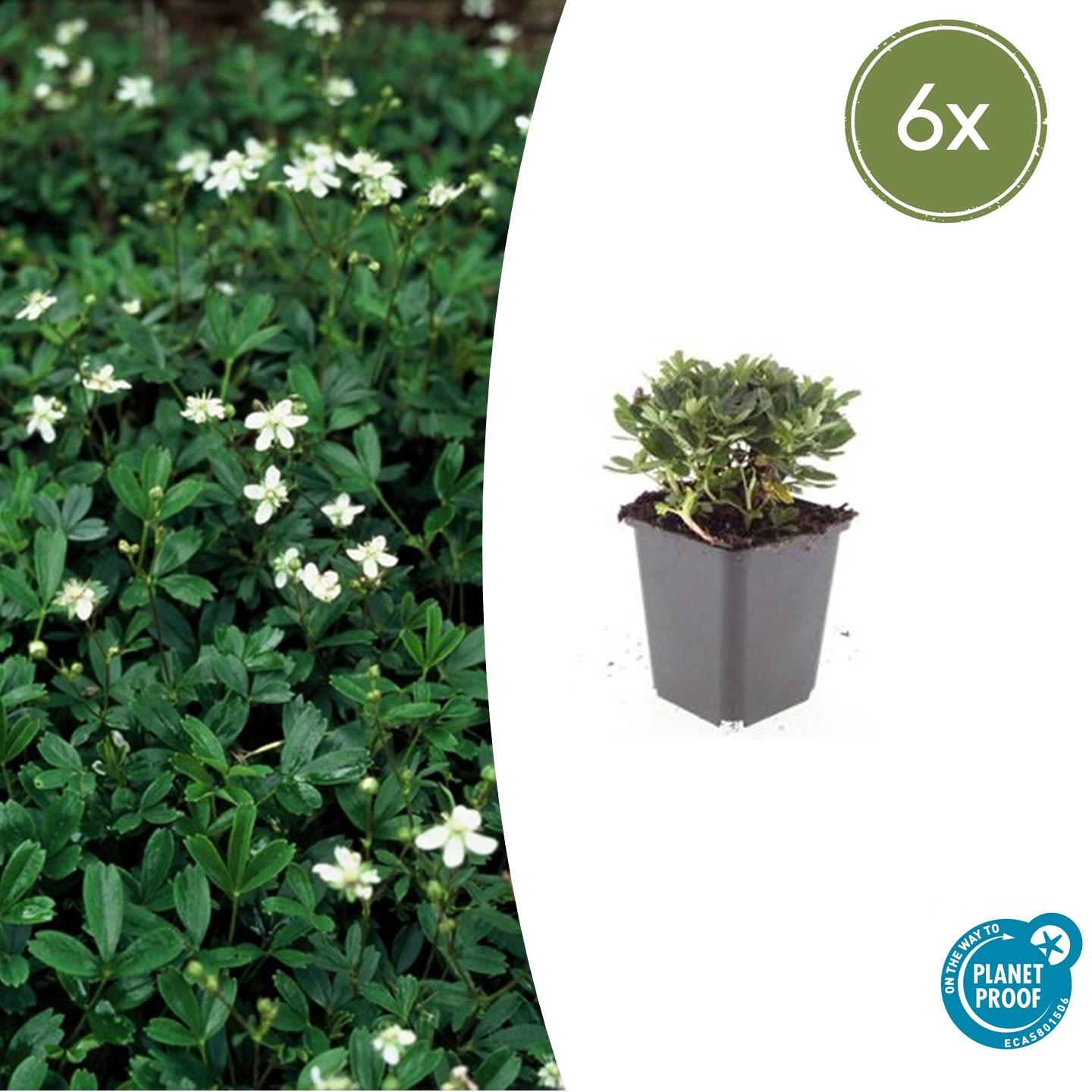 6x Potentilla tridentata 'Nuuk' - Bodendecker - Pflanzfix24.de - Pflanzfix24.de