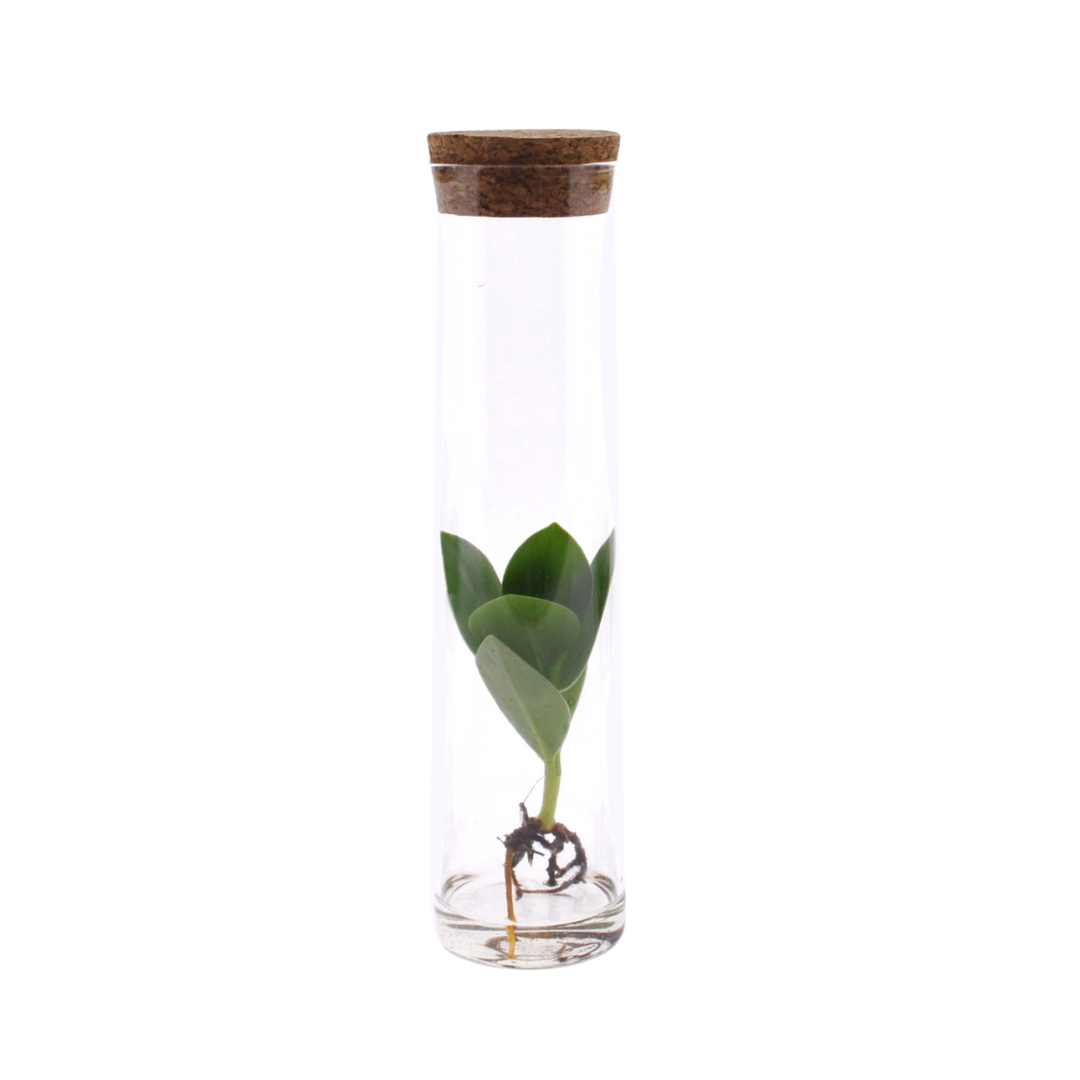 Clusia In Tube Glas - Ø5cm - ↕15cm bei Pflanzfix24.de - Pflanzfix24.de