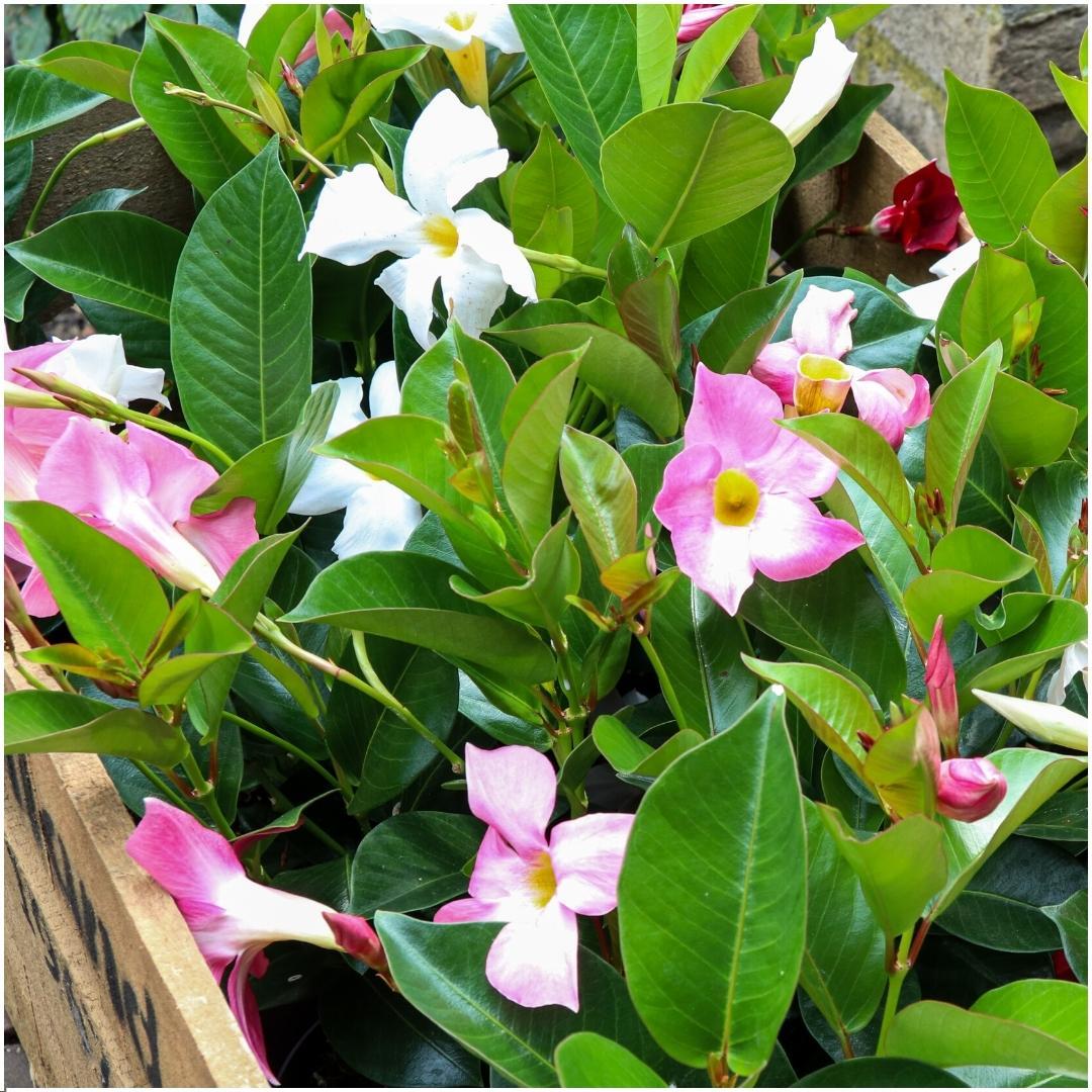 6 x Dipladenia white - Mandevilla white Ø12 cm - ↕25 cm bei Pflanzfix24