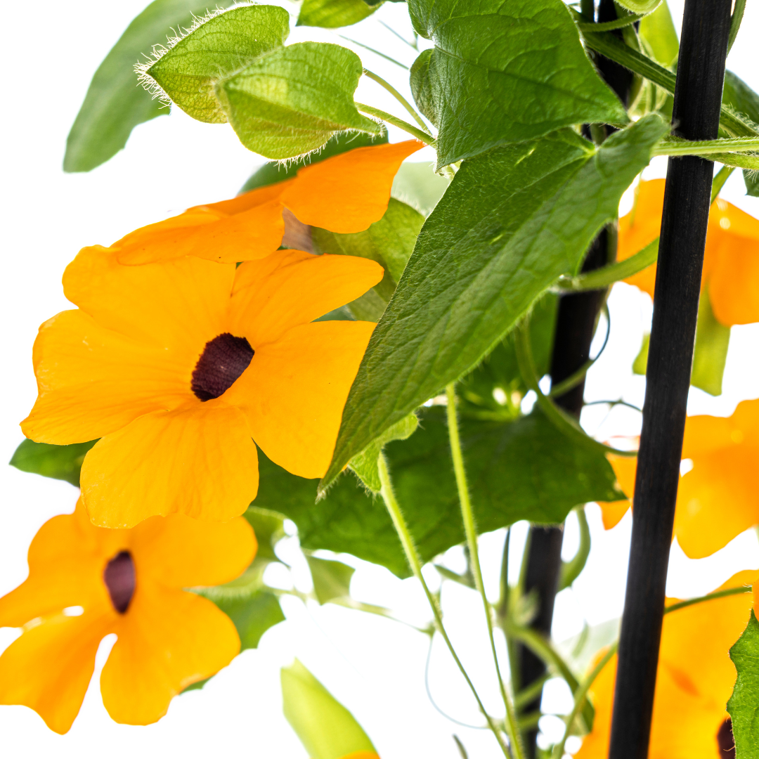 4x Thunbergia alata Sunny Susy New Orange Ø13 cm - ↕60 cm - Pflanzfix24.de - Pflanzfix24.de
