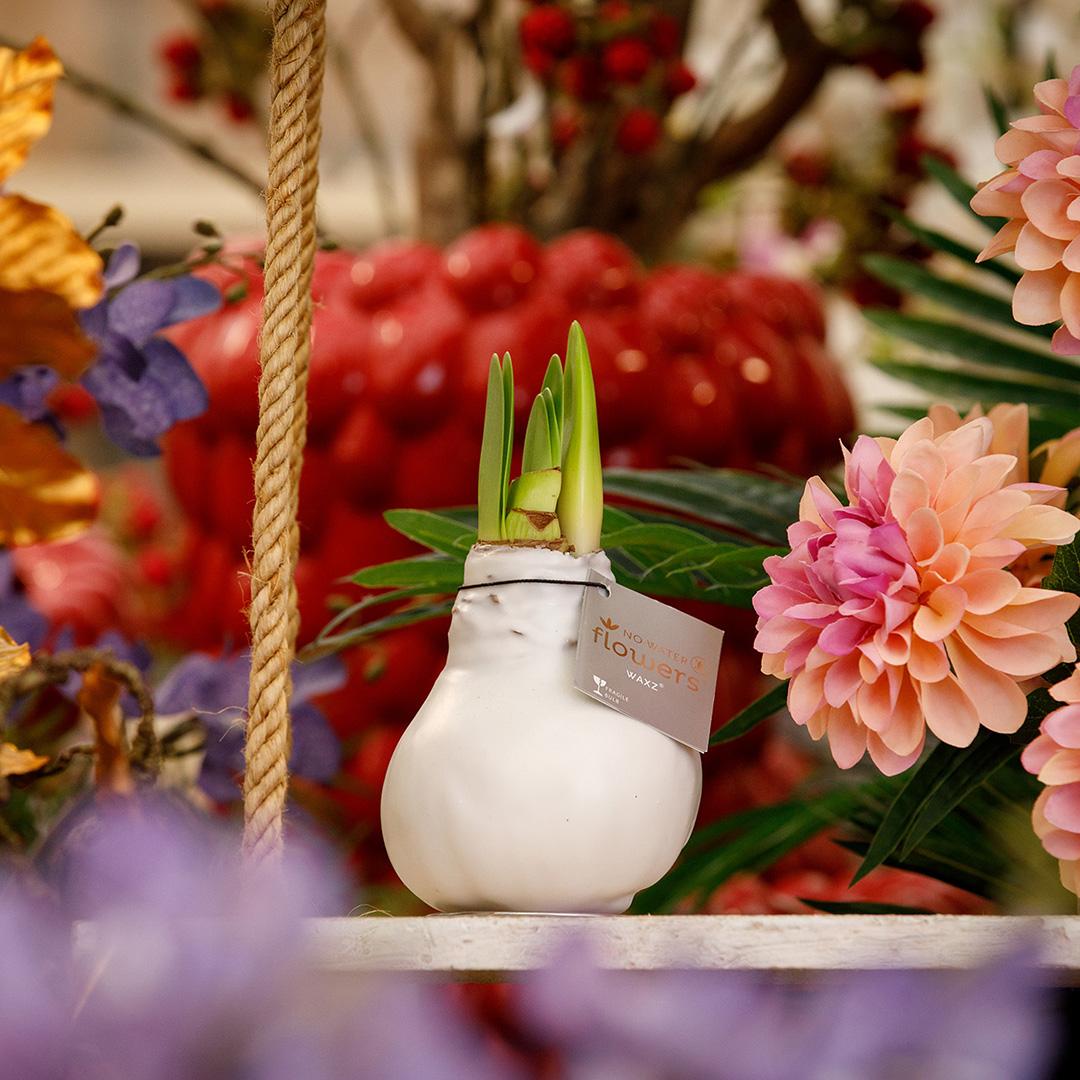 No Water Flowers® (wax amaryllis) | Waxz® Colours Classic duo Mix (2 pack) + Red & White flower - Pflanzfix24
