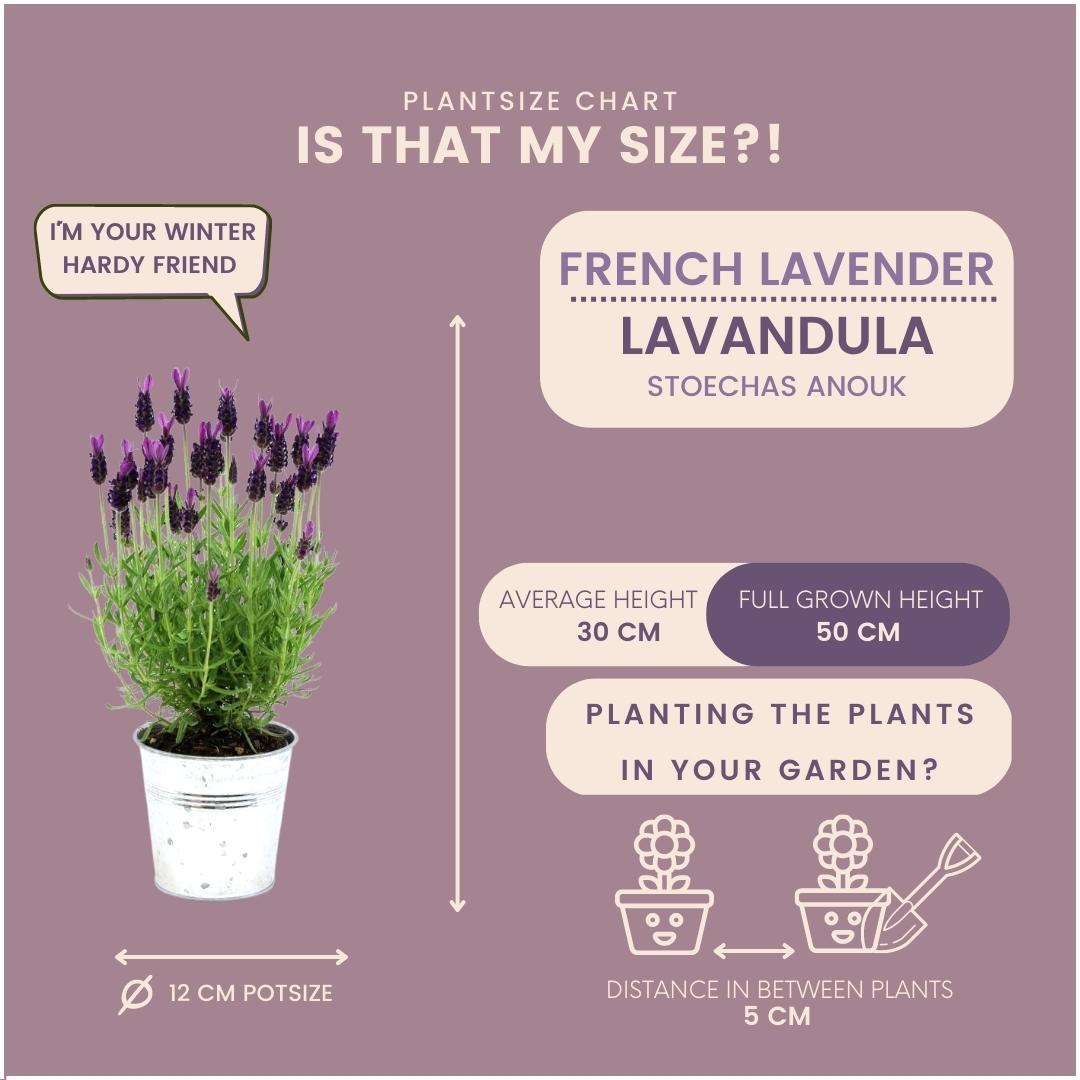 Lavendel Anouk® 3er-Set im Dekotopf – 13 cm | Pflanzfix24.de - Pflanzfix24.de
