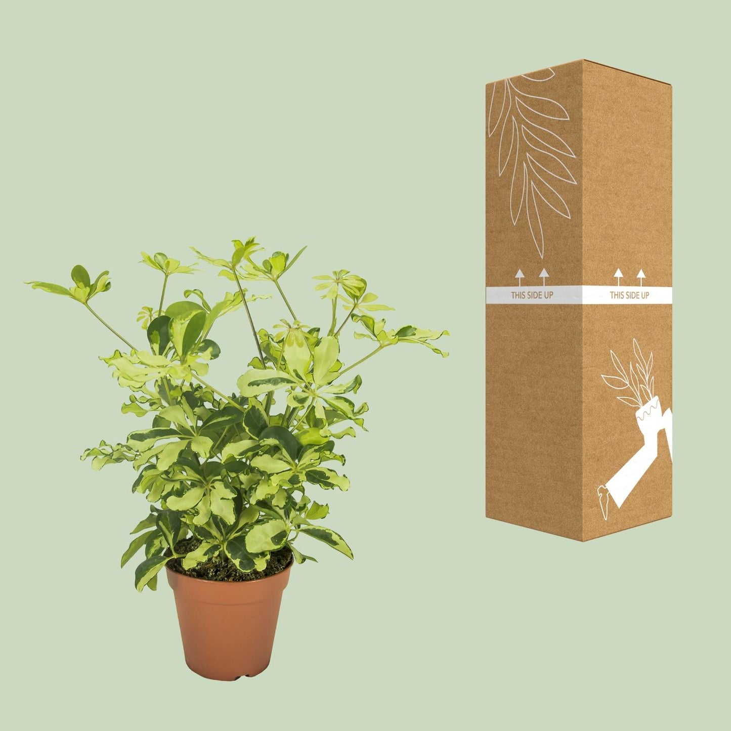 Schefflera Charlotte - Ø13cm - ↕35cm - Pflanzfix24