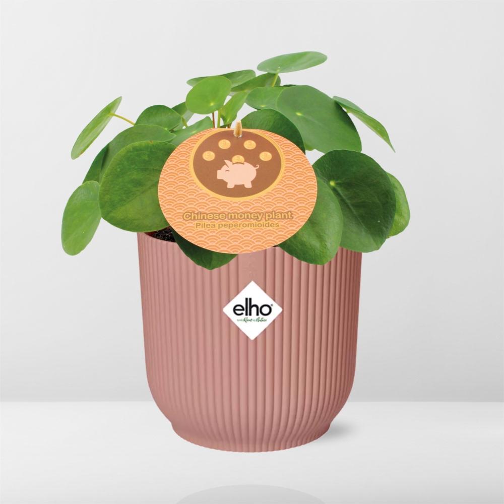 Pilea Peperomioides 12cm in ELHO Vibes Fold 14cm roze – Pflanzfix24