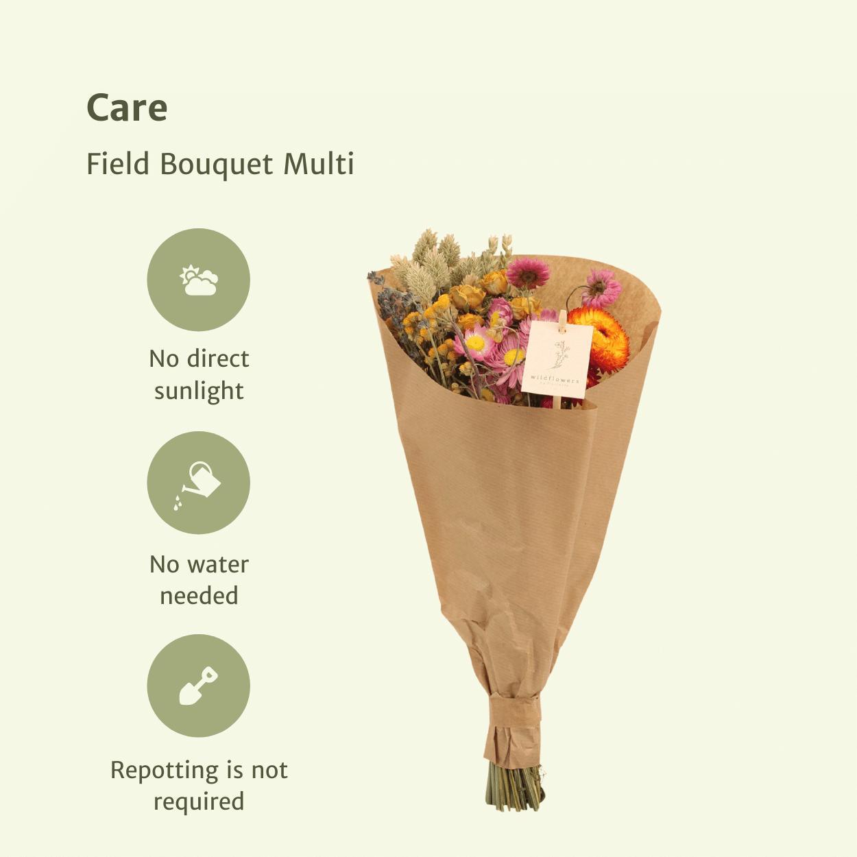 12x Field Bouquet Multi – Bunter Trockenstrauß | Pflanzfix24.de - Pflanzfix24.de