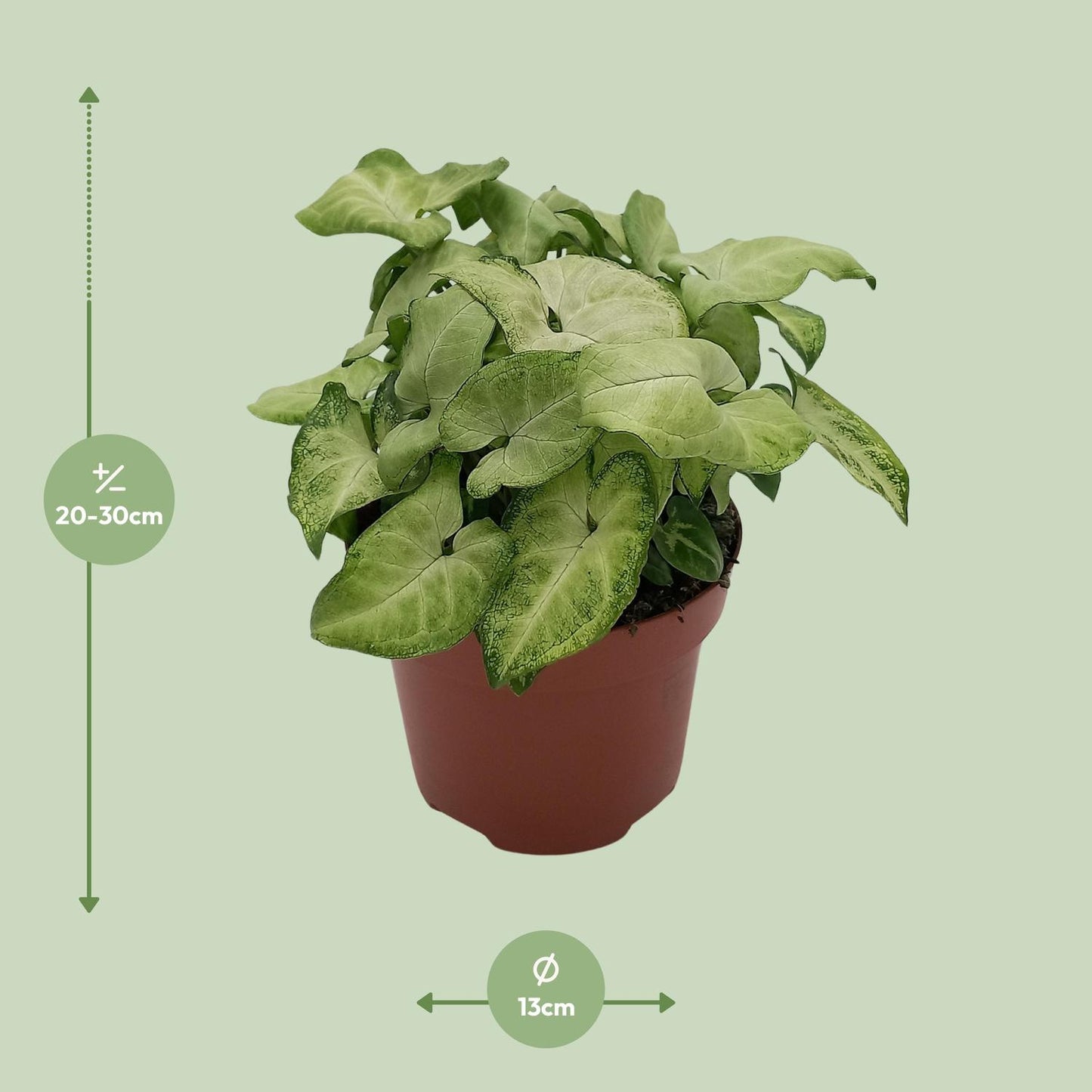 Syngonium 'White Butterfly' - Ø13cm - ↕25cm - Pflanzfix24