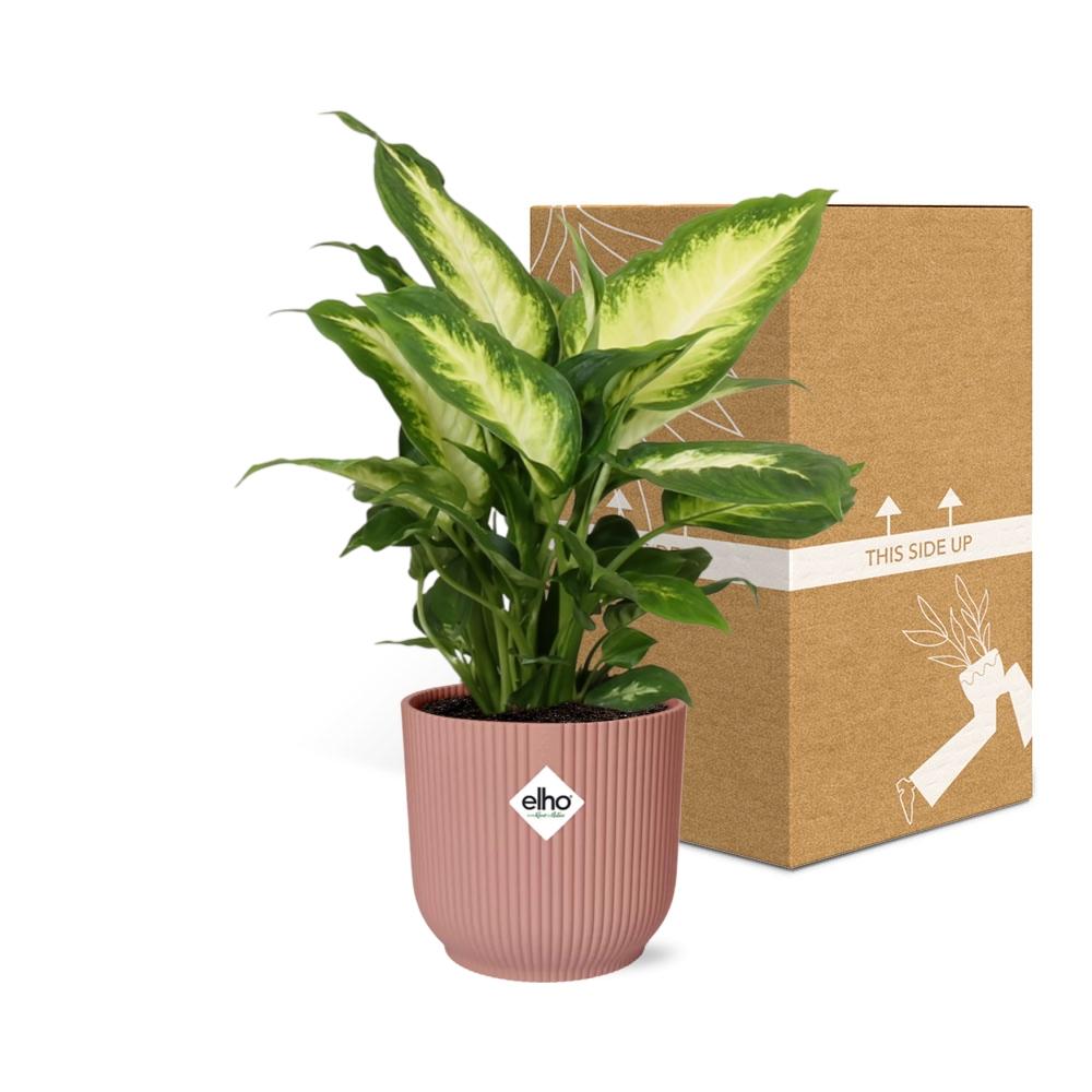Dieffenbachia 'Camilla' in ELHO Vibes Fold 14cm roze - Pflanzfix24