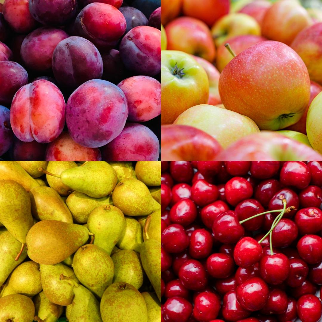 Biologisches Obstbaumset - Apfel, Birne, Kirsche, Pflaume - 4er-Set - Pflanzfix24