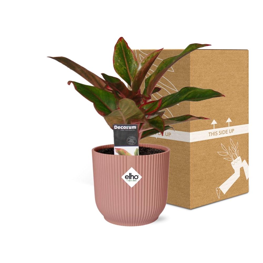 Aglaonema Crete in ELHO Vibes Fold 14cm roze - Pflanzfix24