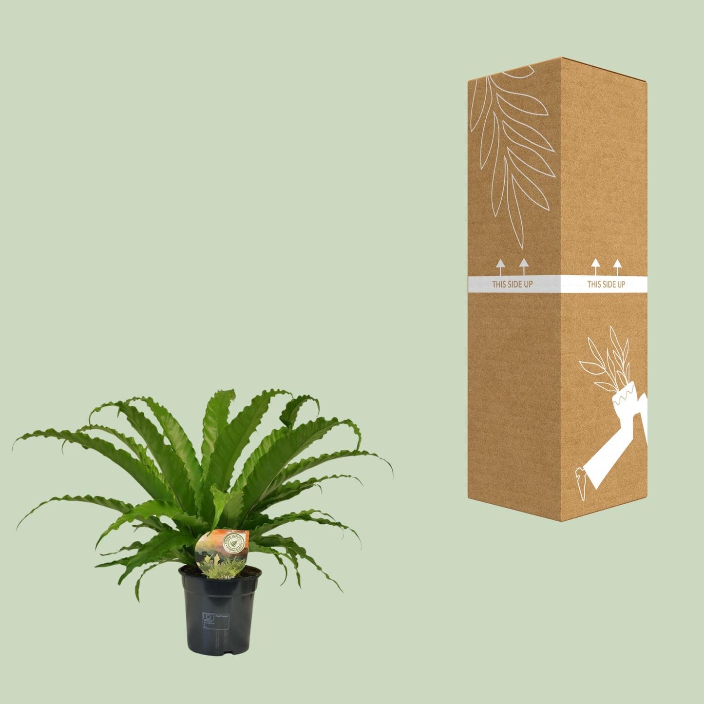 Asplenium Osaka - Ø17cm - ↕40cm von Pflanzfix24.de - Pflanzfix24.de