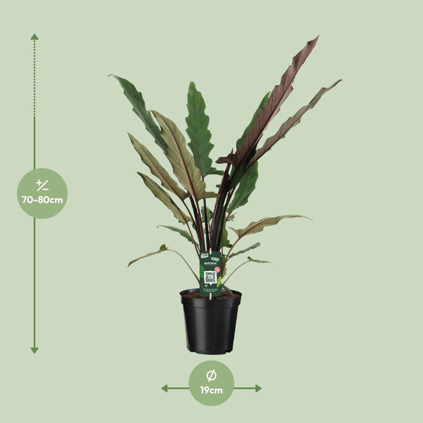 Alocasia Lauterbachiana - Ø19cm - ↕80cm bei Pflanzfix24.de - Pflanzfix24.de