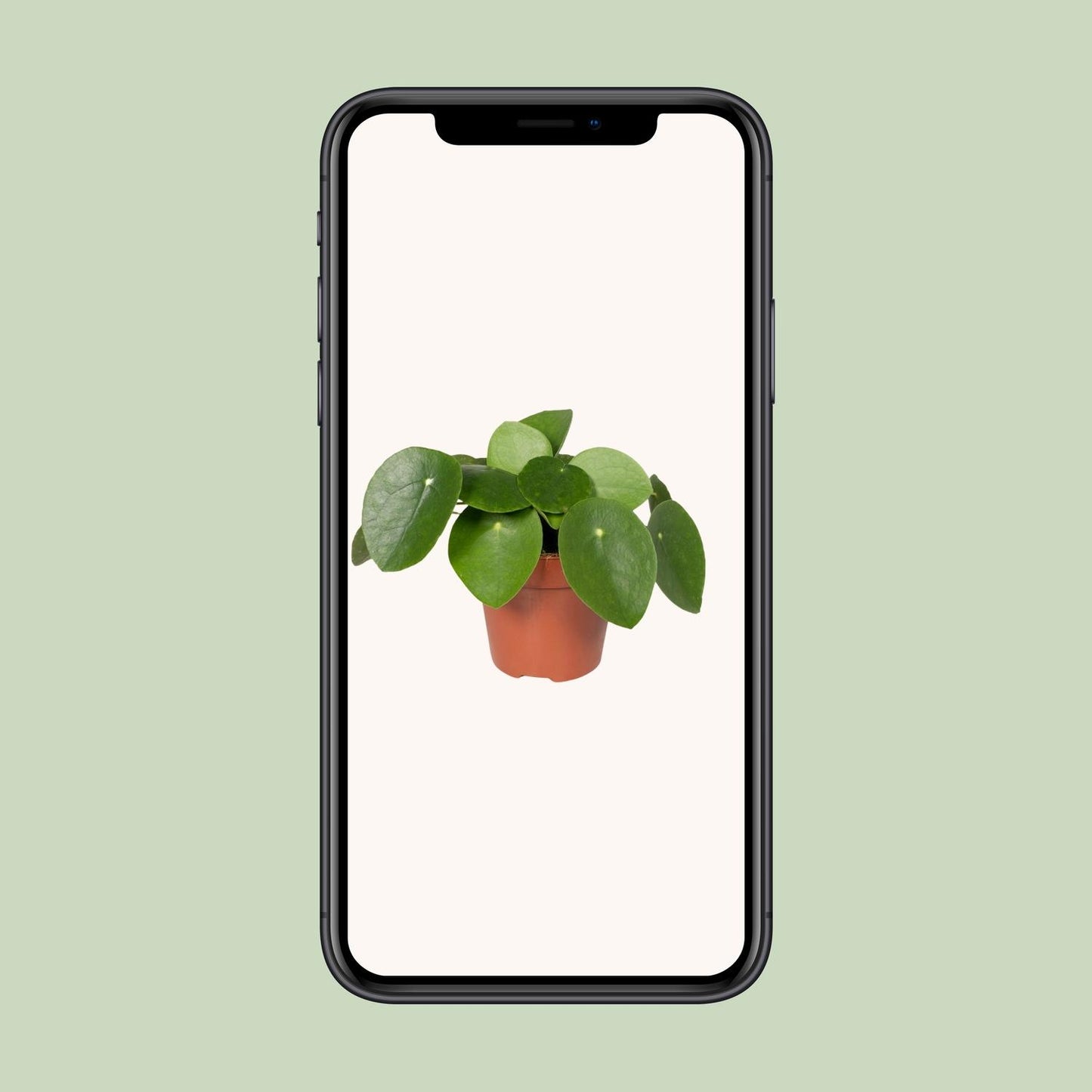 Pilea Peperomioides „Pfannkuchenfabrik“ Ø12cm – Aluminium-Pflanze | Pflanzfix24.de - Pflanzfix24.de
