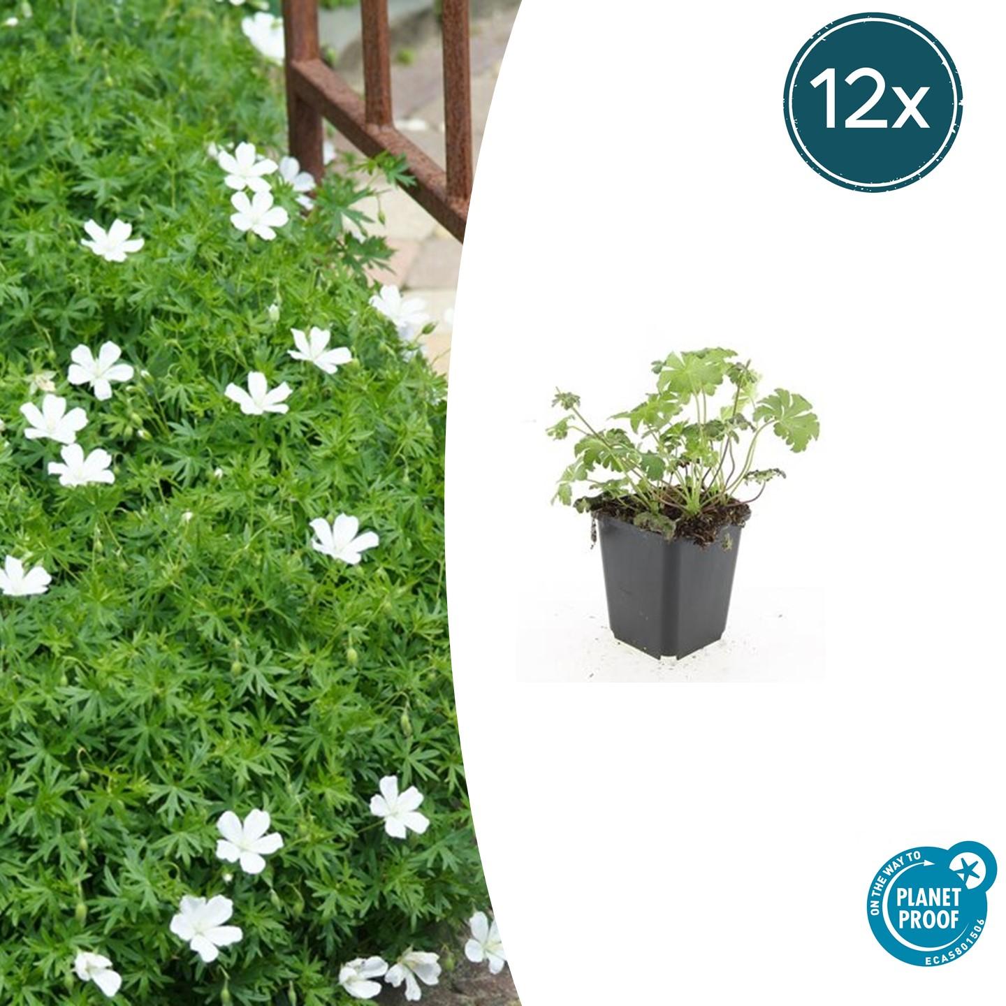 12x Geranium sang. 'Album' - ↕10-25cm - Ø9cm - Pflanzfix24