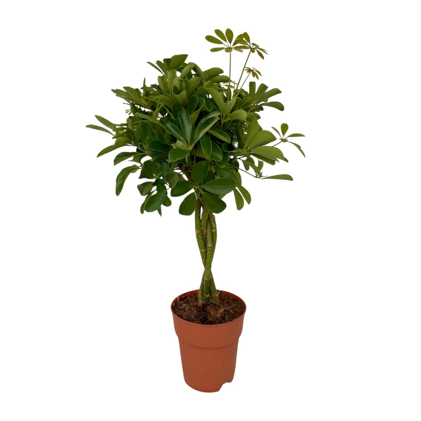 Schefflera Compacta Ø19cm, 80cm | Pflegeleichter Schirmbaum | Pflanzfix24.de - Pflanzfix24.de
