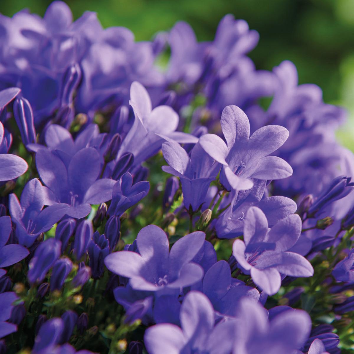 Campanula Addenda - Glockenblume lila Topf 12cm - mehrjährig - winterhart - Purple - Pflanzfix24.de - Pflanzfix24.de