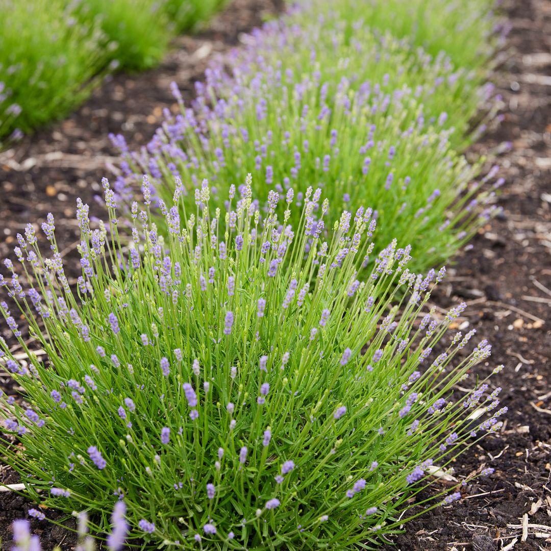 Lavandula angustifolia Felice® - Set van 6 Lavendel planten - 12 cm pot - pflanzfix24