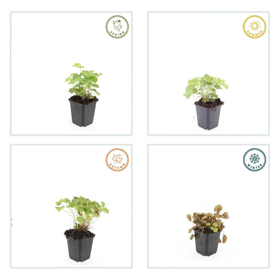 12x Alchemilla mollis – Frauenmantel – Pflegeleicht – Pflanzfix24.de - Pflanzfix24.de