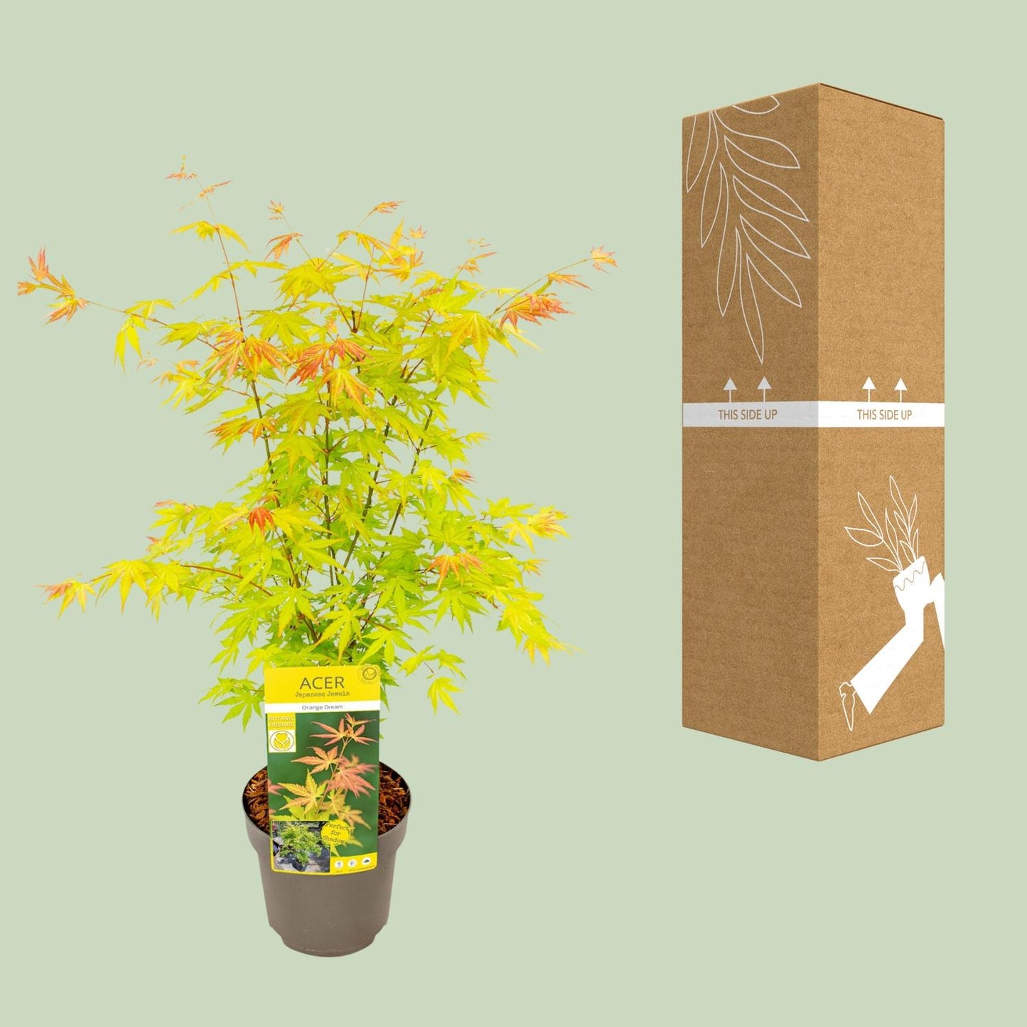 Acer palmatum Orange Dream - Ø19cm - ↕50cm - Pflanzfix24.de - Pflanzfix24.de