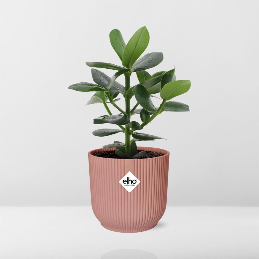 Clusia Princess in ELHO Vibes Fold 14cm roze - Pflanzfix24