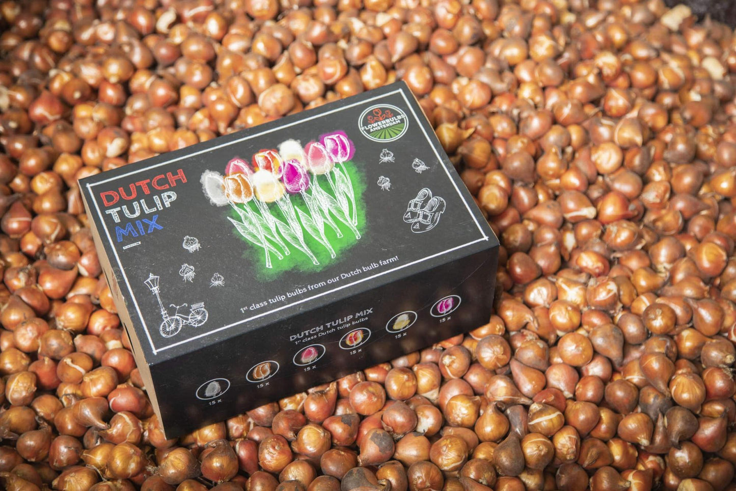 Dutch Tulip Mix - 90 Blumenzwiebeln - Flowerbulbs Amsterdam - Pflanzfix24