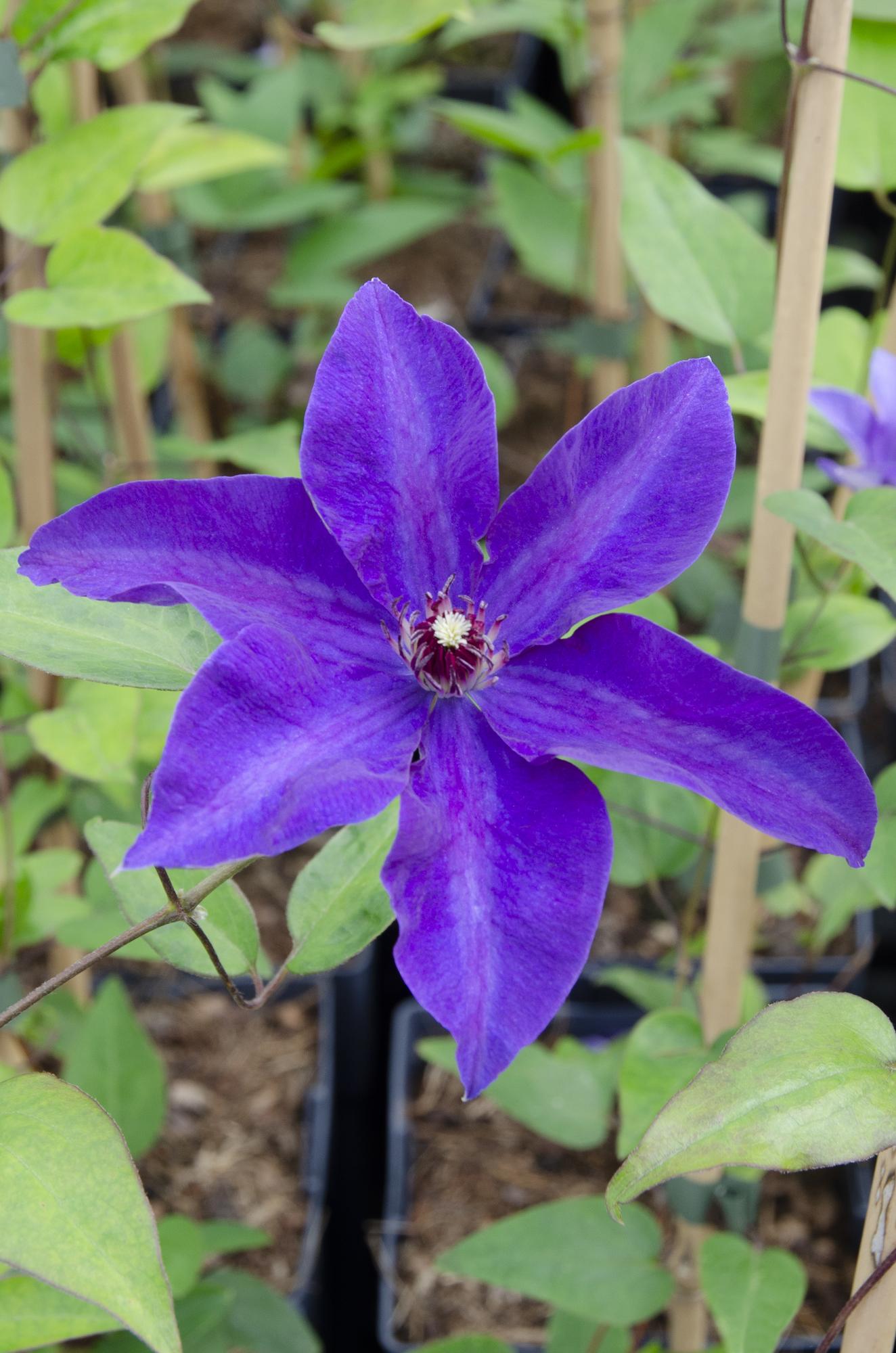 Clematis The President - Clematis Lila - Pflanzfix24.de - Pflanzfix24.de