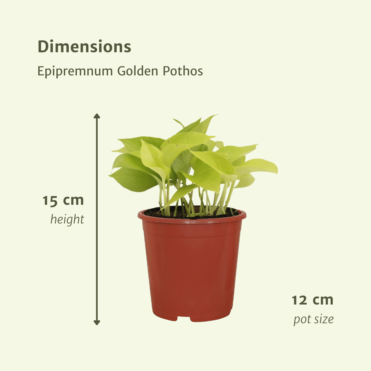 Epipremnum Golden Pothos (Scindapsus) - 4 Stücke - Ø12cm - Pflanzfix24.de - Pflanzfix24.de