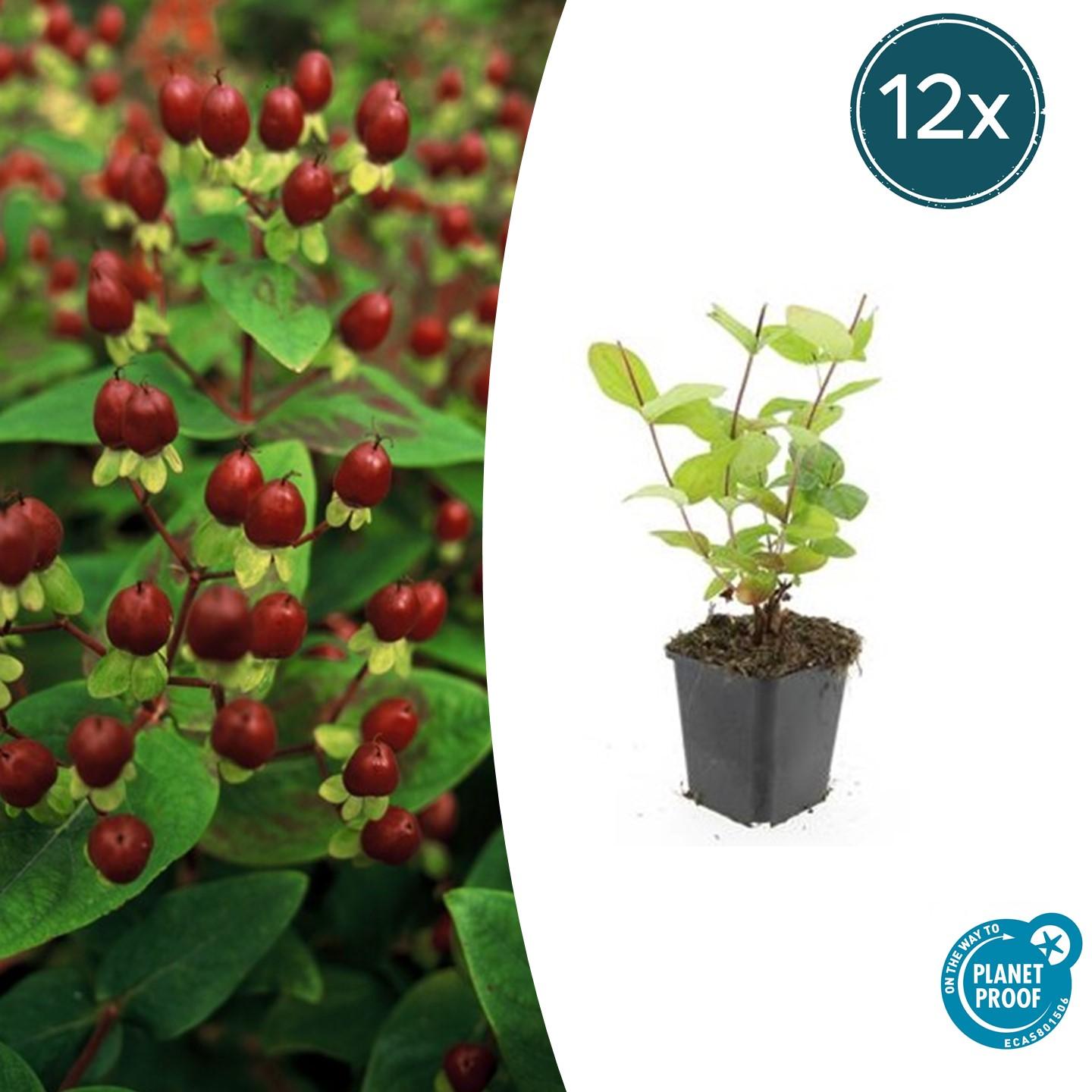12x Hypericum ‘Beauty’ – Gelb blühender Zierstrauch | Pflanzfix24 - Pflanzfix24.de