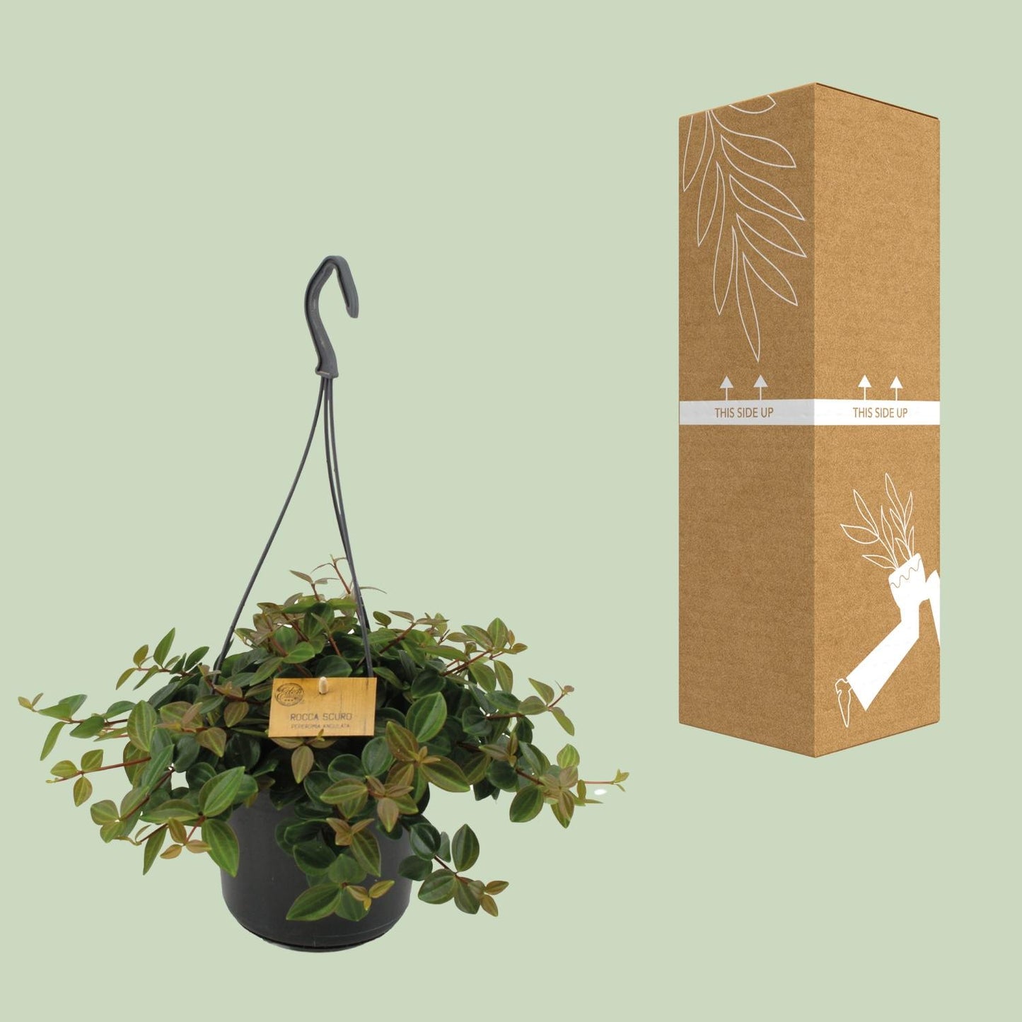 Peperomia Ang.Rocca Scuro - Ø15cm - ↕25cm - Pflanzfix24