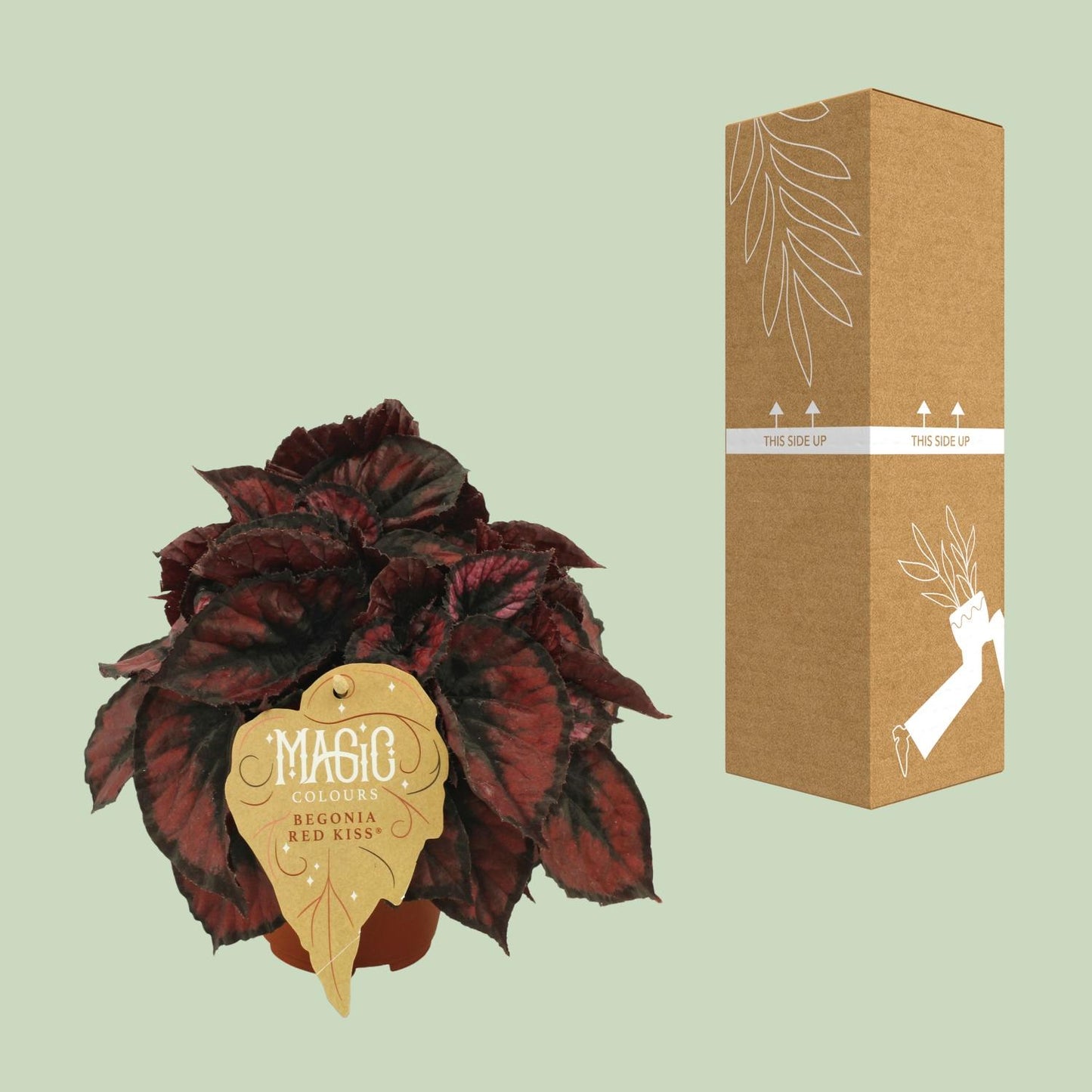 Begonia Rex Red Kiss - Ø12cm - ↕25cm - Pflanzfix24