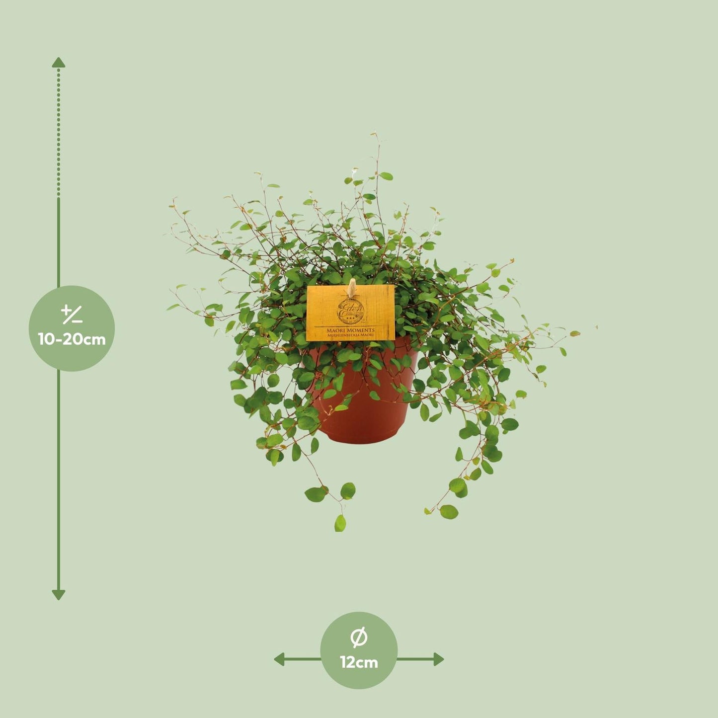 Muehlenbeckia Maori 20cm – Ø12cm Topf – Pflanzfix24.de - Pflanzfix24.de