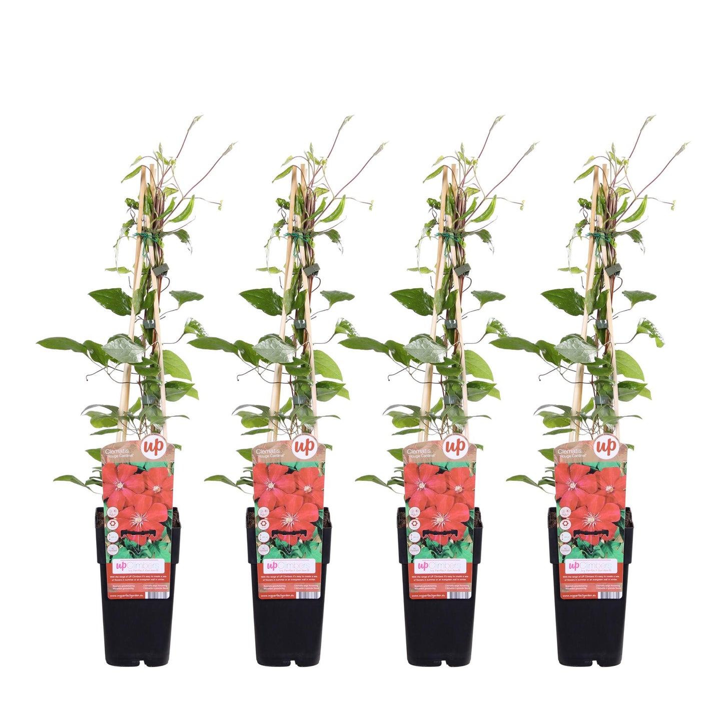 4x - Clematis Rouge Cardinal - ↨65cm - Ø15 - Pflanzfix24.de - Pflanzfix24.de
