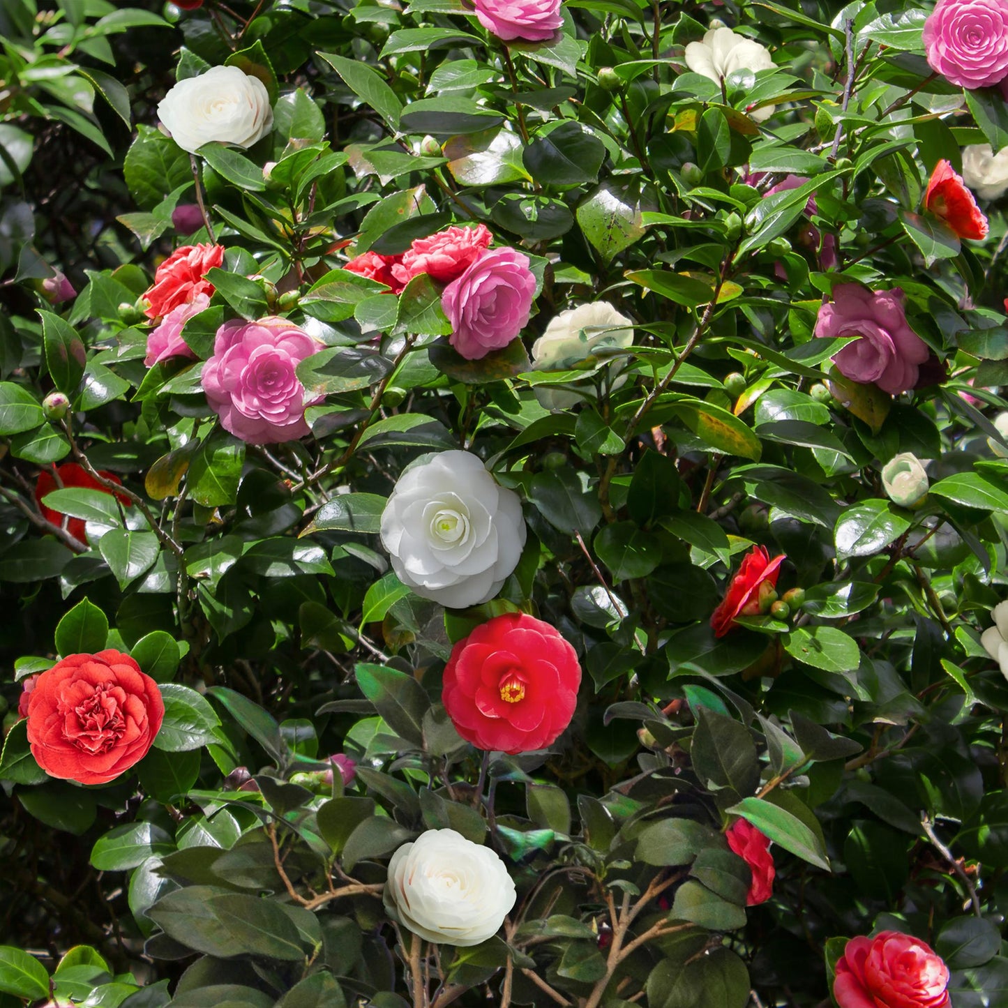 Pflanzfix24.de - Camelia japonica Tricolour - 3 Pflanzen - Immergrün - Topf 15cm - Pflanzfix24.de