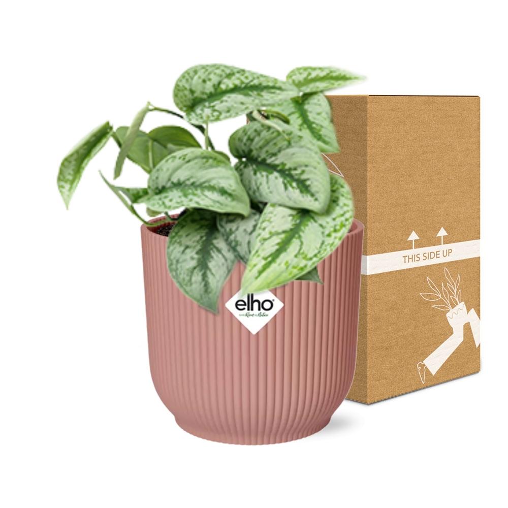 Scindapsus Pictus Trebie 14 cm ELHO Vibes roze | Pflanzfix24