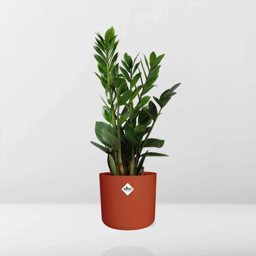 Zamioculcas - Hoogte 45-50 in ELHO b.for soft rond 14cm brique - Pflanzfix24