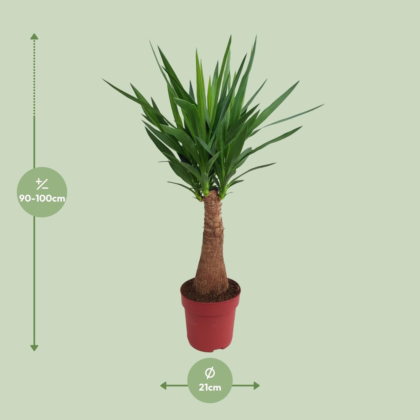 Yucca Maya Tree Ø21cm – 100cm hoch | Pflanzfix24.de - Pflanzfix24.de