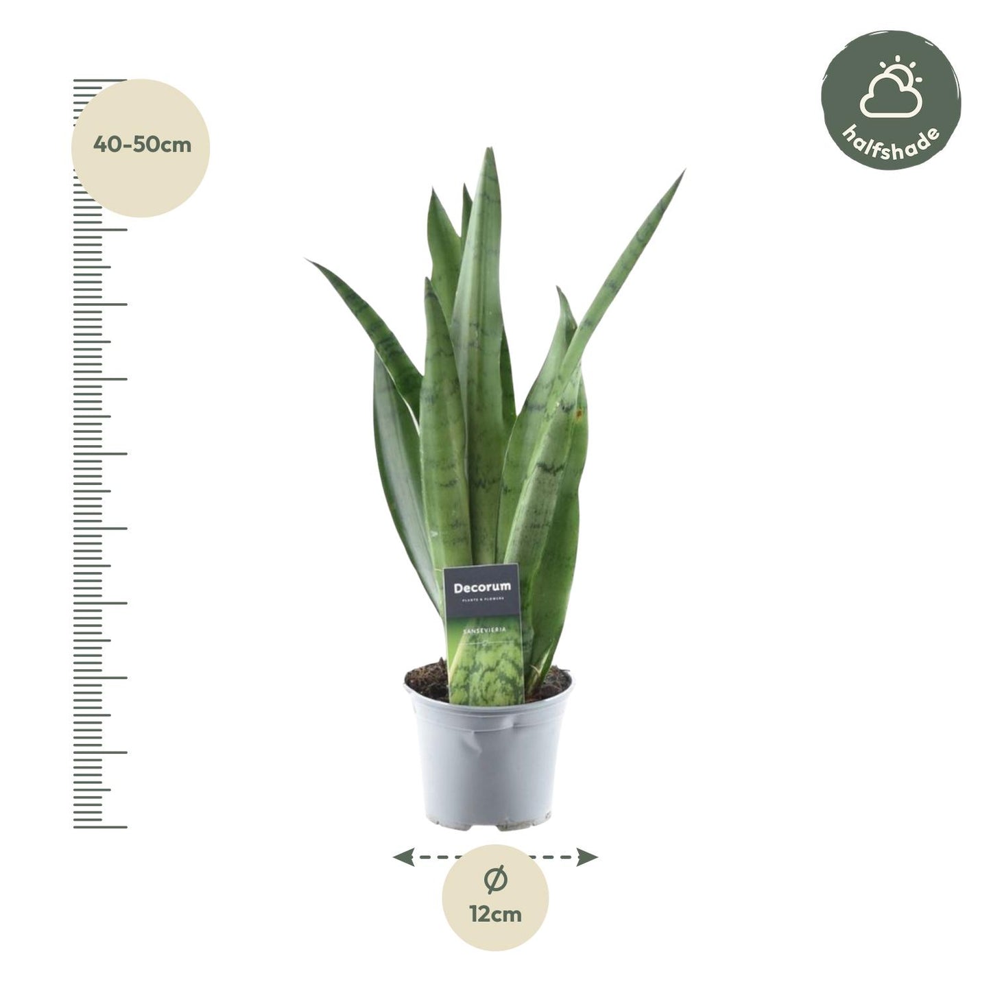 Sansevieria Spearmint Ø12cm 45cm | Pflanzfix24.de - Pflanzfix24.de