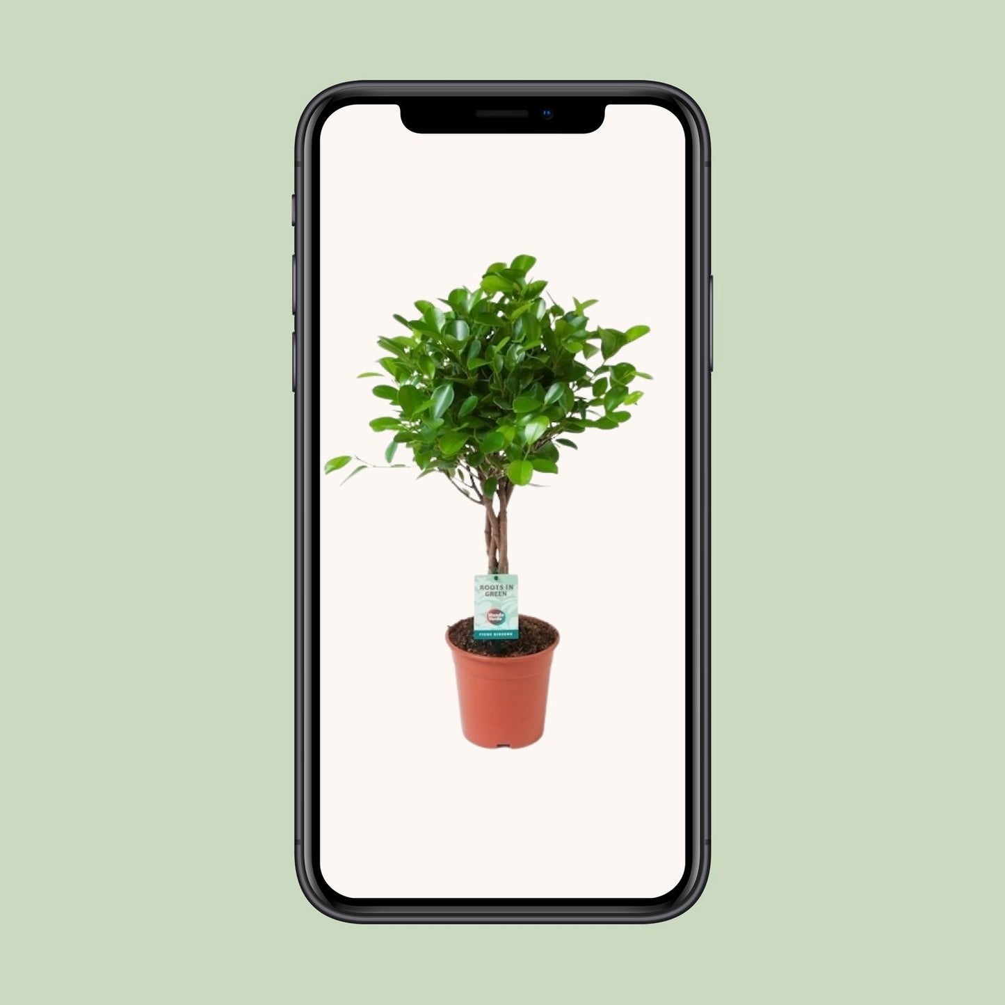 Ficus Microcarpa Moclame - Ø17cm - ↕70cm - Pflanzfix24