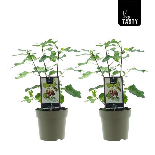 Ficus Precose De Dalmatie (15020) - 2er Set - Ø15cm - ↕40cm von Pflanzfix24.de - Pflanzfix24.de
