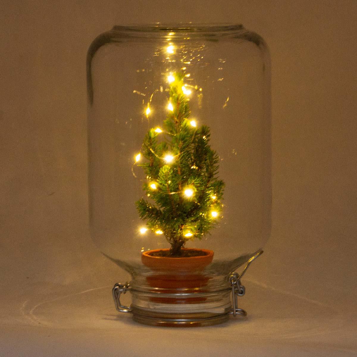 Pflanzfix24 - Easyplant Ficus Christmas