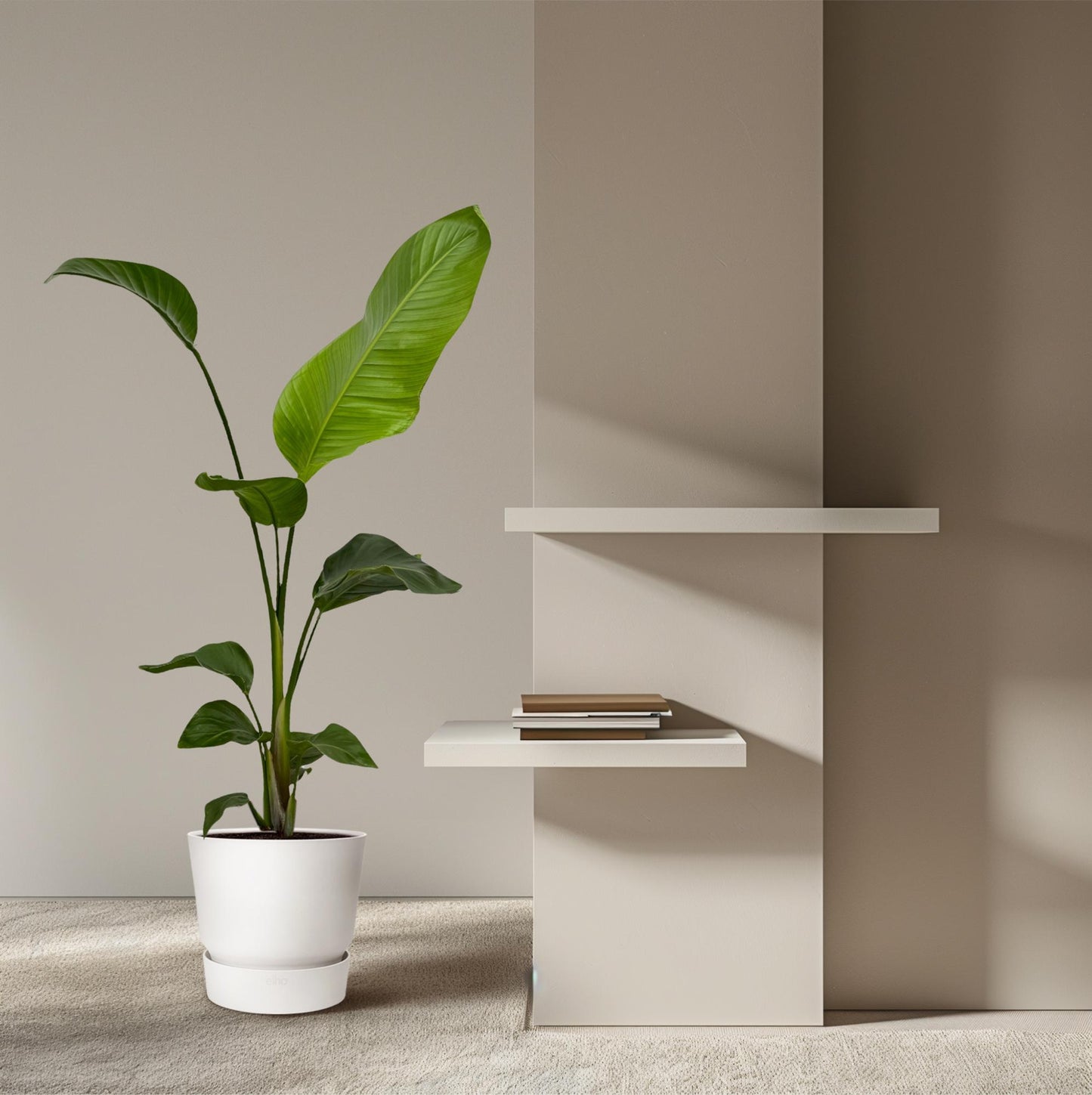 2x Strelitzia Nicolai Zimmerpflanze 100 cm Ø17 | Exotisch & Pflegeleicht | Pflanzfix24