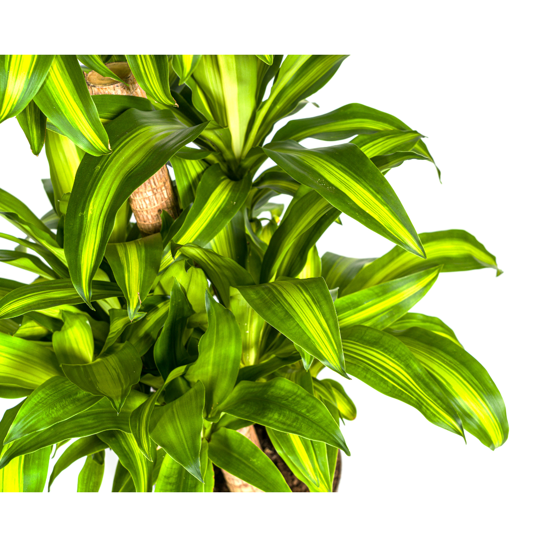 Dracaena Fragrans Massangeana Karussell - pflanzfix24