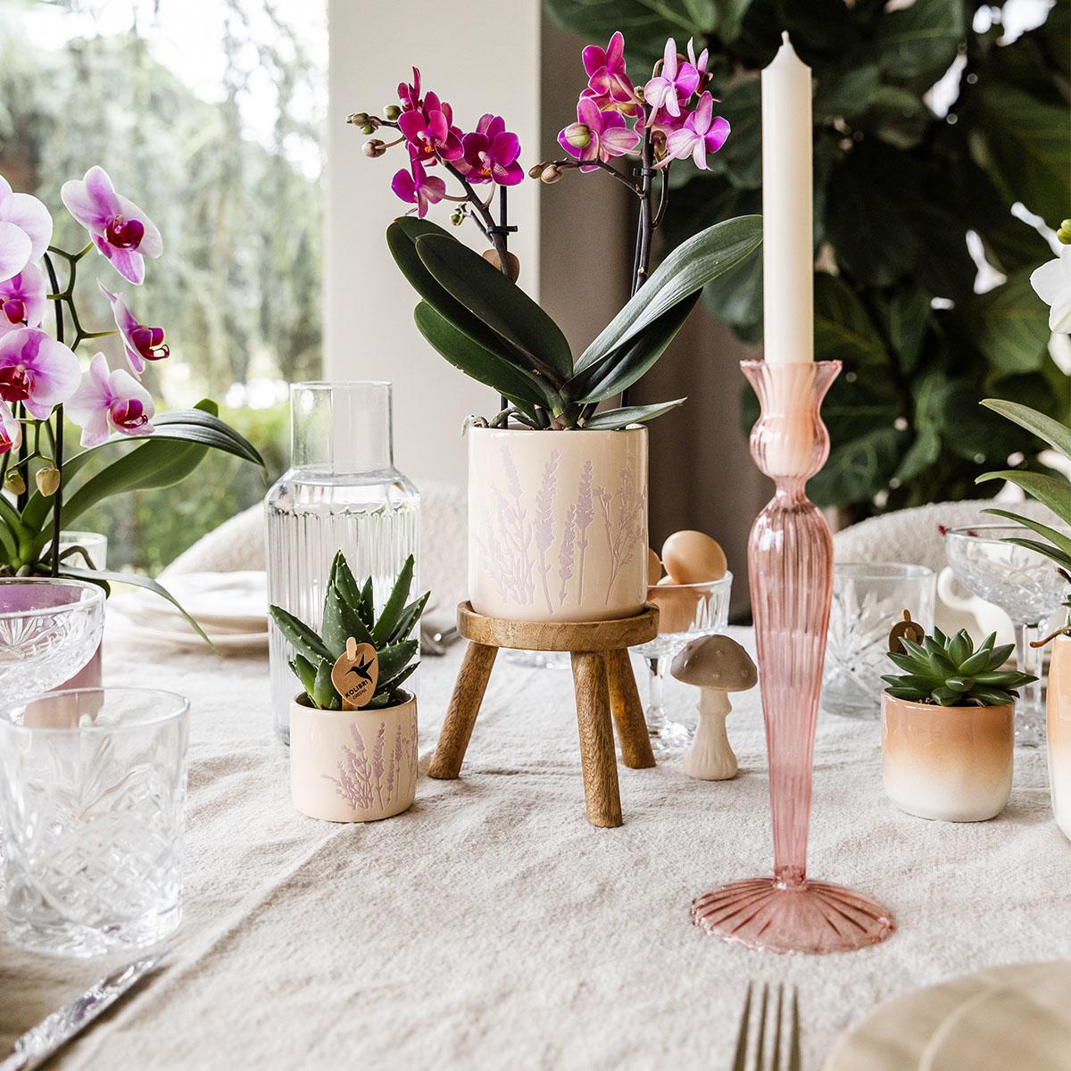 Blumentopf Lavendel 9 cm - Kolibri Home bei Pflanzfix24