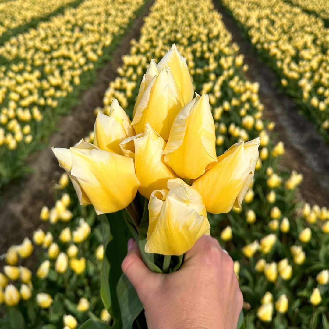 Pflanzfix24 - Tulpe 'Sweetheart' - 15 Blumenzwiebeln - Größe 12+