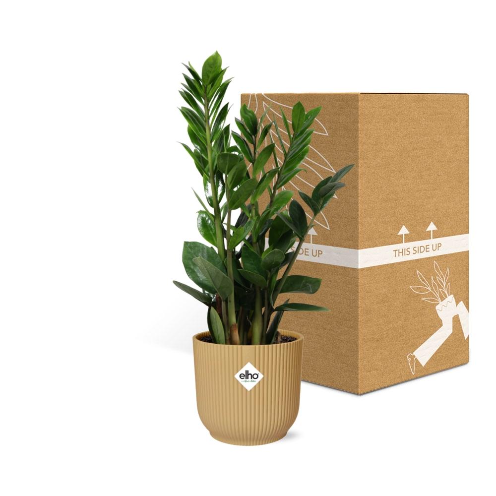 Zamioculcas ZZ-Pflanze 45–50 cm gelber Elho-Topf – Pflanzfix24