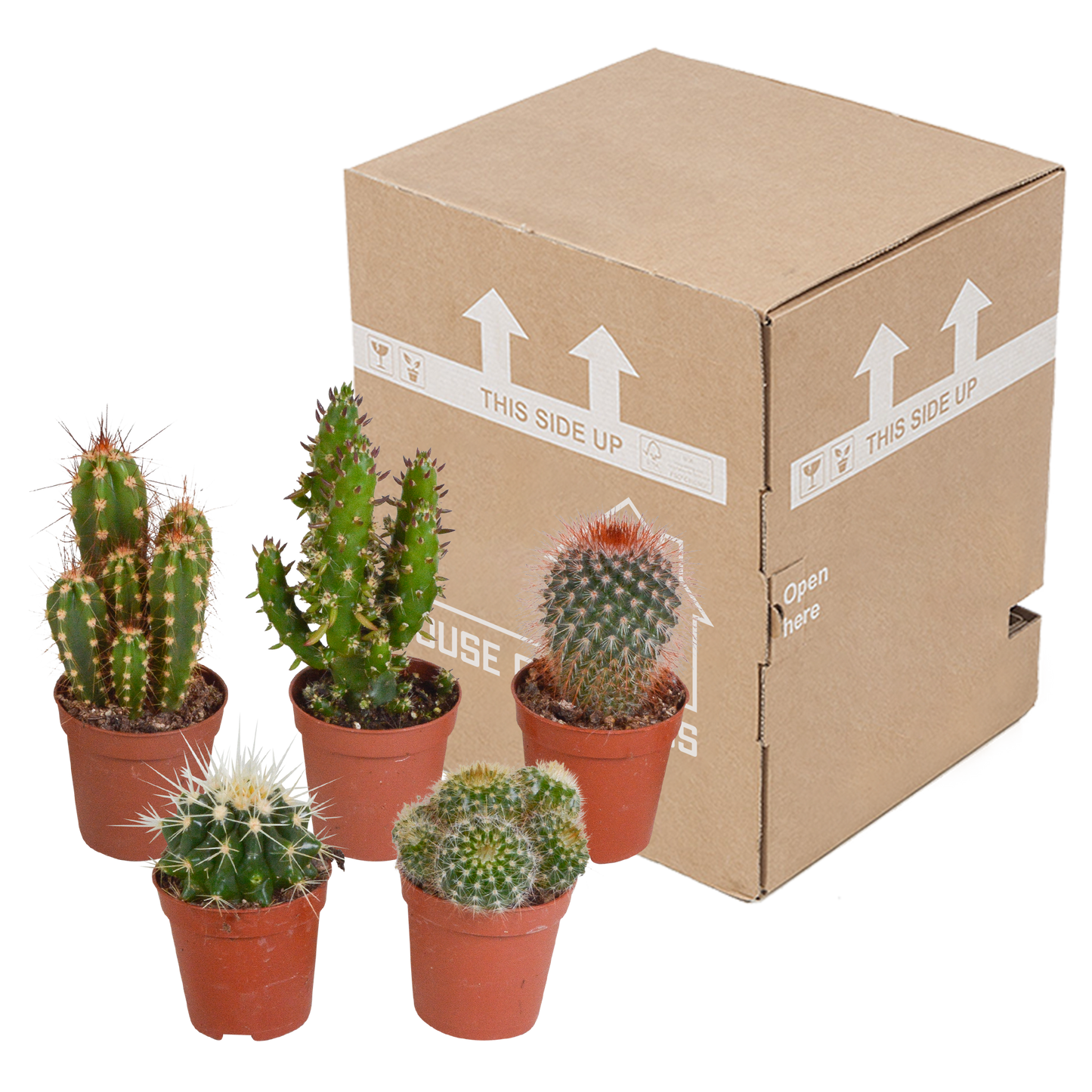 Kakteenmischung 5,5 cm - 5x - zonder pot - Pflanzfix24.de - Pflanzfix24.de