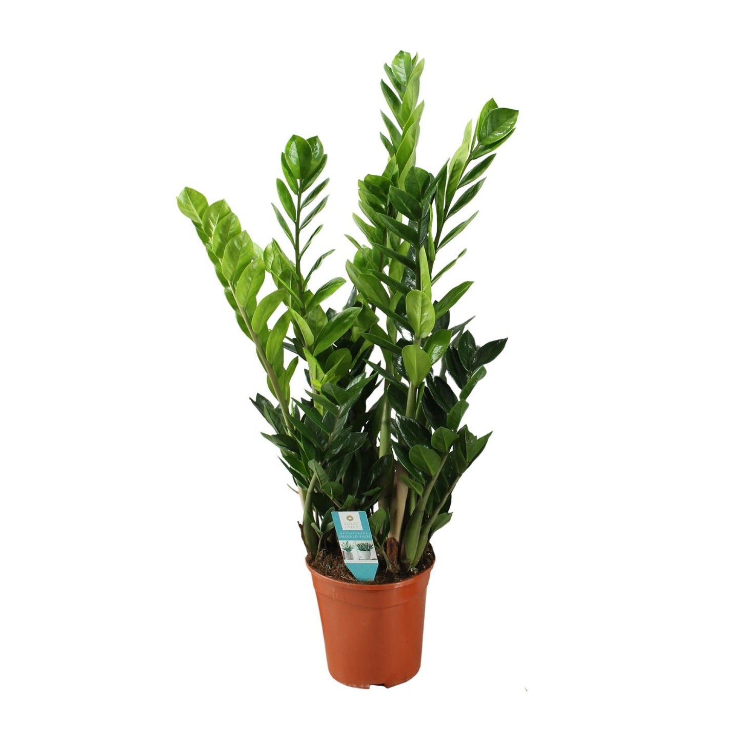 Zamioculcas Ø21cm, 100cm – Große luftreinigende Zimmerpflanze | Pflanzfix24